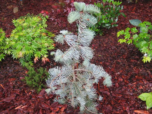 Купити саджанці Abies concolor Candicans в розсаднику Sadgosp