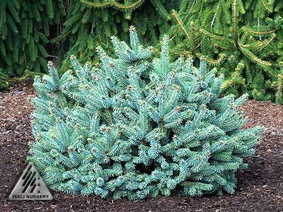 Купити саджанці Picea glauca Cecilia в розсаднику Sadgosp