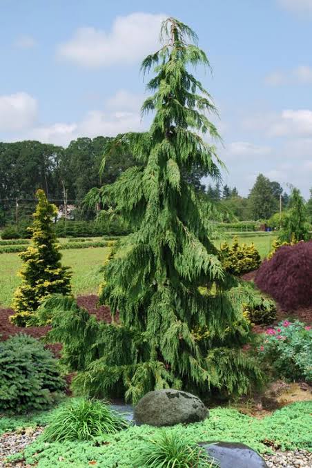 Купити саджанці Chamaecyparis nootkatensis Pendula в розсаднику Sadgosp
