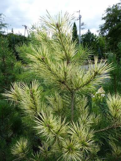Купити саджанці Pinus densiflora Shiro Nishiki в розсаднику Sadgosp