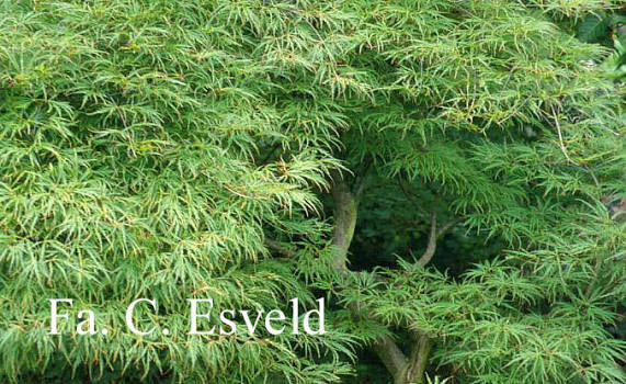 Купити саджанці Acer palmatum Demi Sec в розсаднику Sadgosp