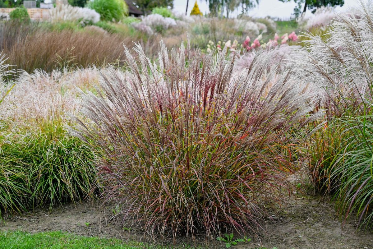 Купити саджанці Miscanthus sinensis Oktoberfest в розсаднику Sadgosp