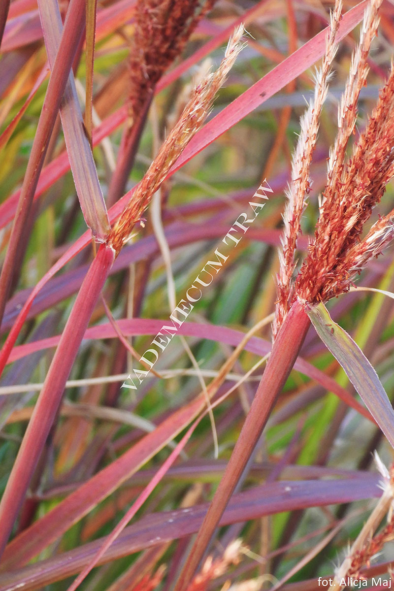 Купити саджанці Miscanthus sinensis Purpurascens в розсаднику Sadgosp