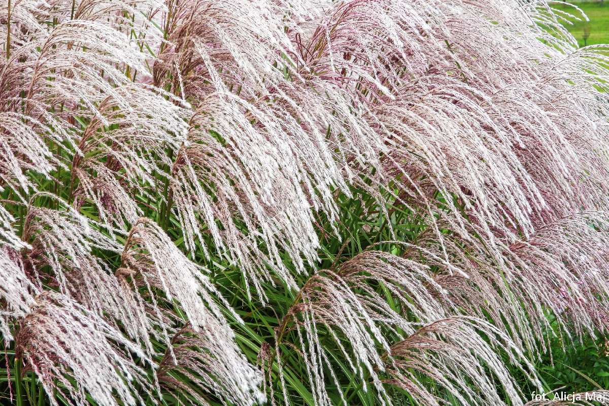 Купити саджанці Miscanthus sinensis Snow Queen в розсаднику Sadgosp