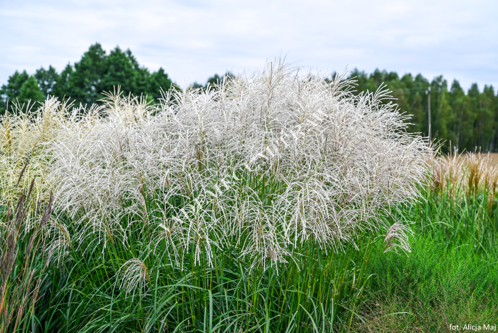 Купити саджанці Miscanthus sinensis Snow Queen в розсаднику Sadgosp