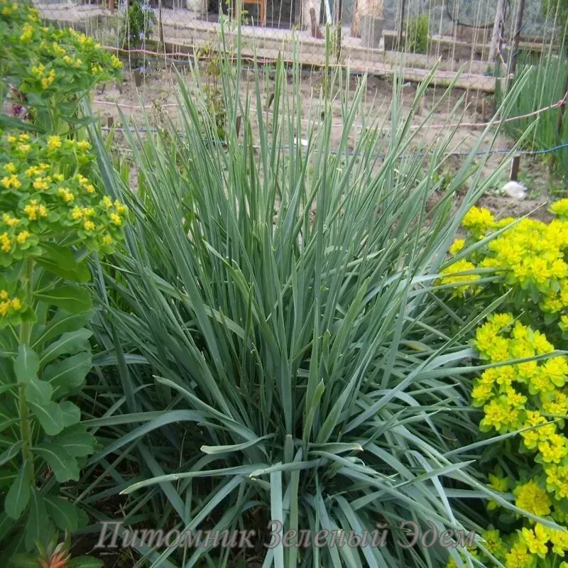 Купити саджанці Molinia arundinacea Black Arrow в розсаднику Sadgosp
