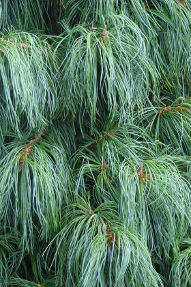 Купити саджанці Pinus koraiensis 'Dragon's Eye' в розсаднику Sadgosp