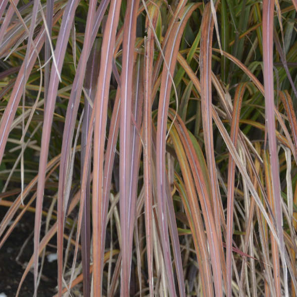 Купити саджанці Miscanthus sinensis Oktoberfest в розсаднику Sadgosp