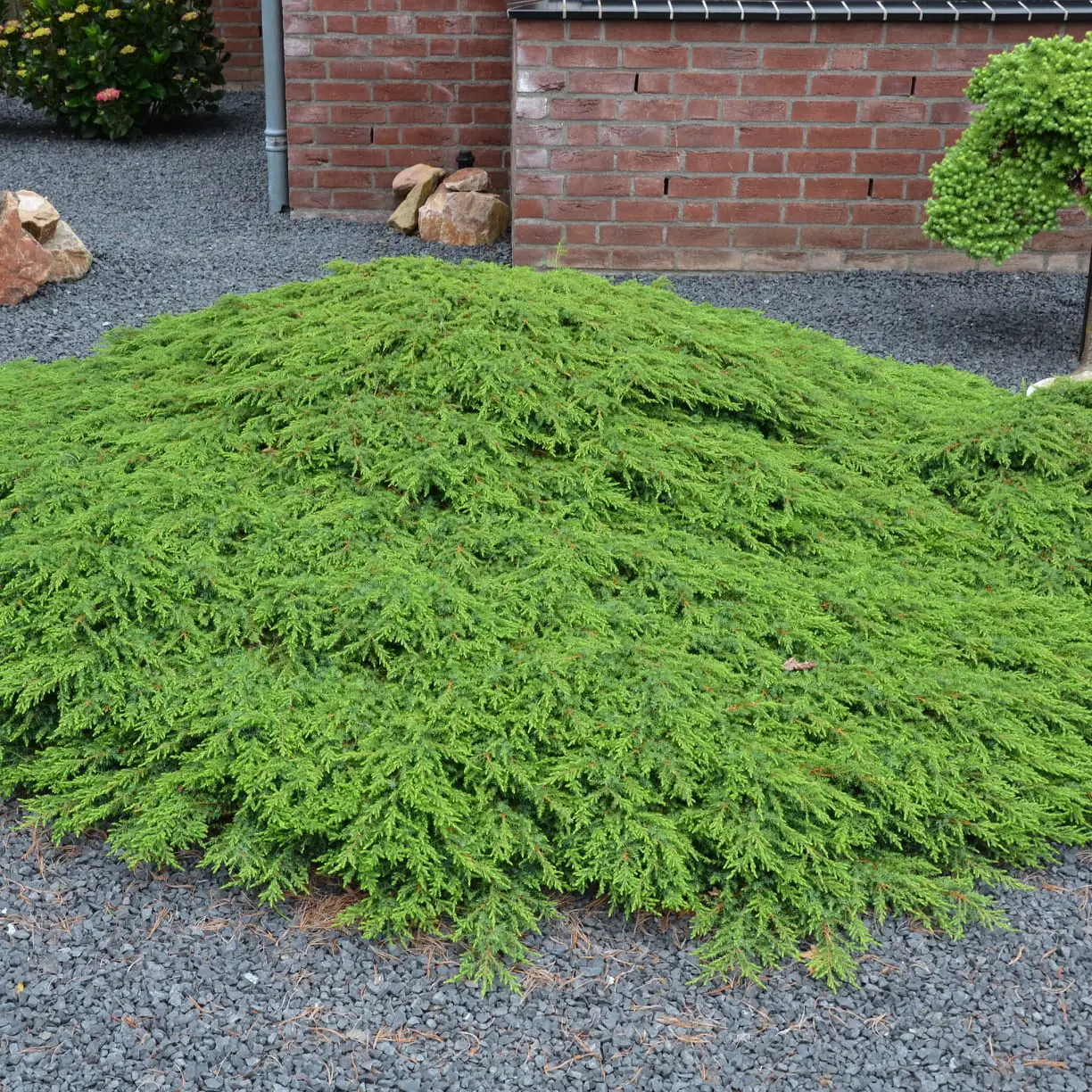 Купити саджанці Juniperus communis Green Carpet в розсаднику Sadgosp