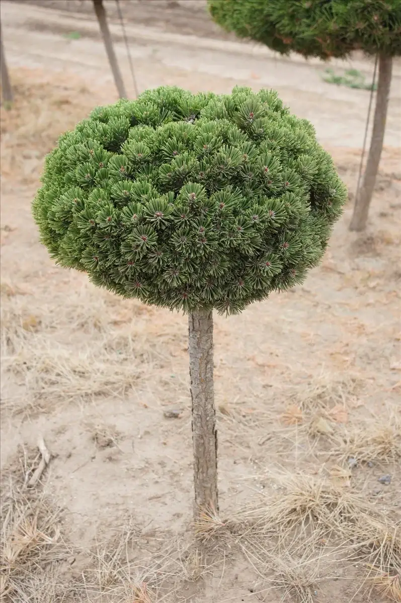 Купити саджанці Pinus mugo Sherwood Compact в розсаднику Sadgosp