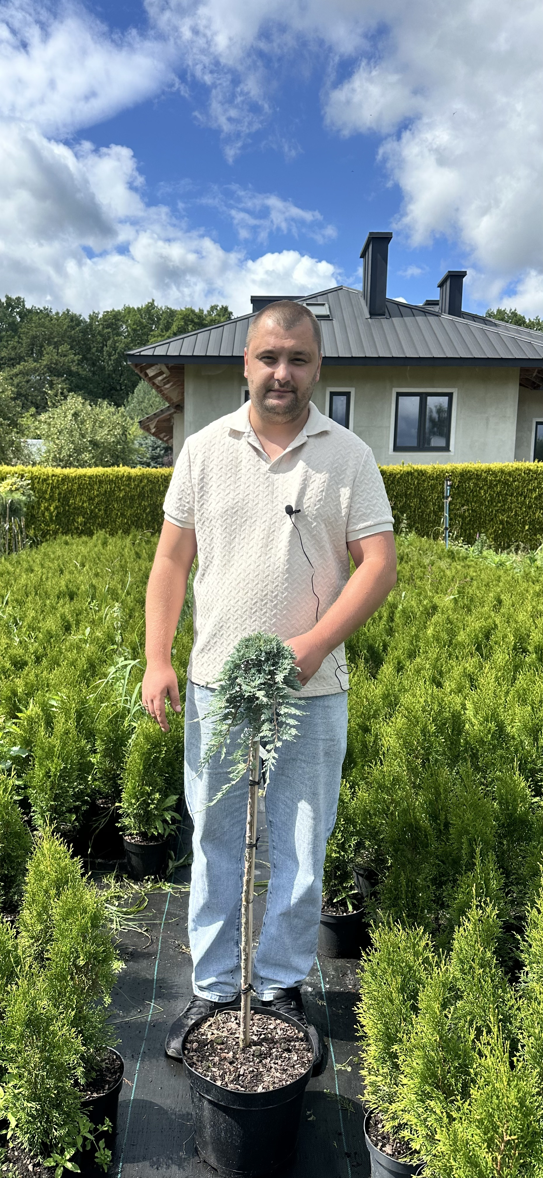 Купити саджанці Juniperus horizontalis Ice Blue в розсаднику Sadgosp