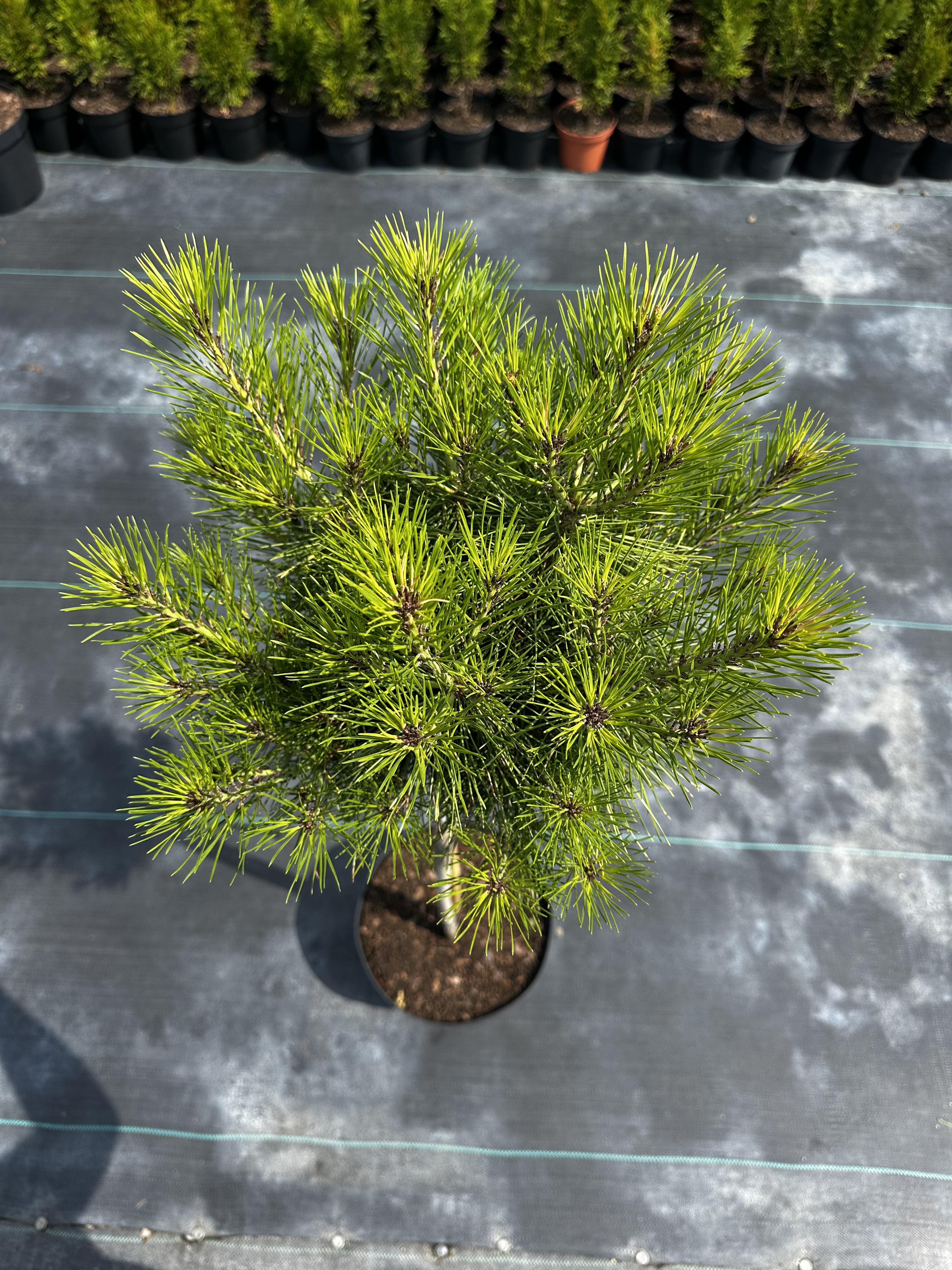 Купити саджанці Pinus densiflora Heavy Bud в розсаднику Sadgosp