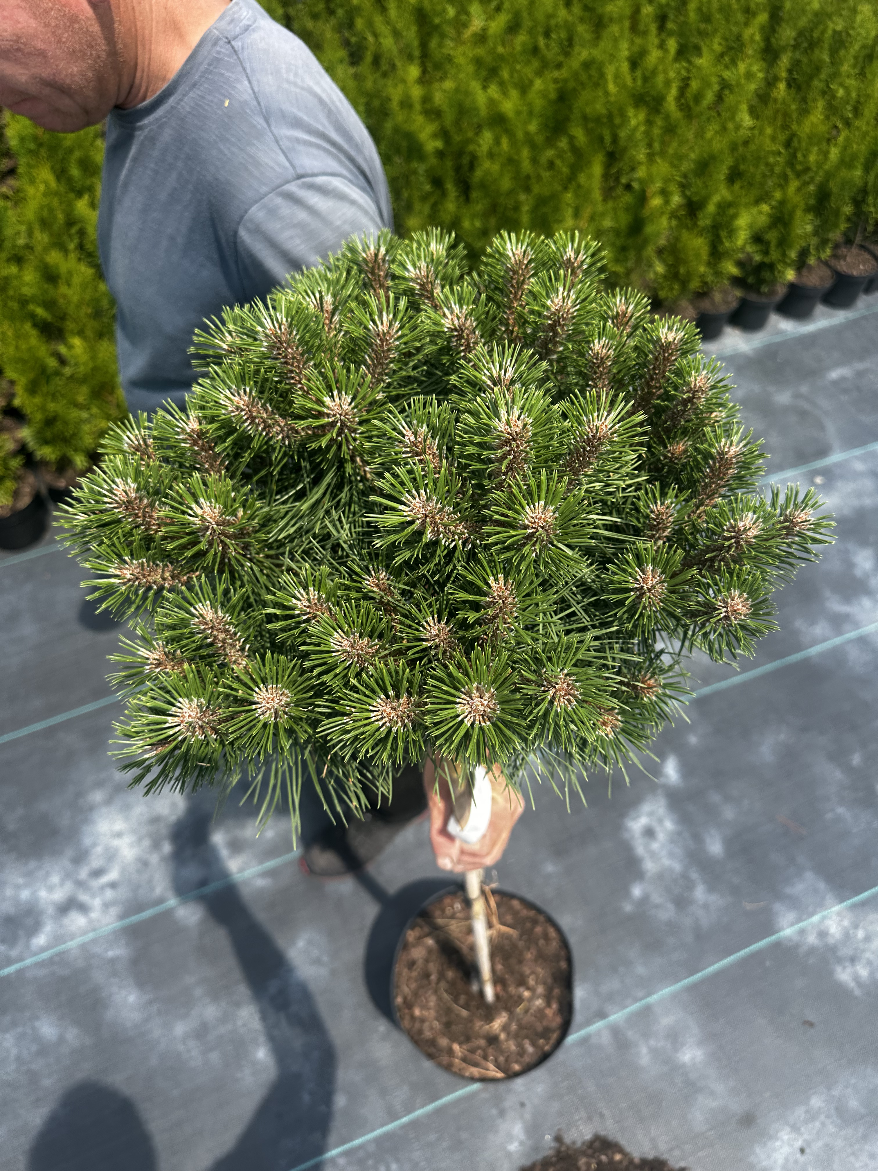 Купити саджанці Pinus nigra Otto's Compact в розсаднику Sadgosp
