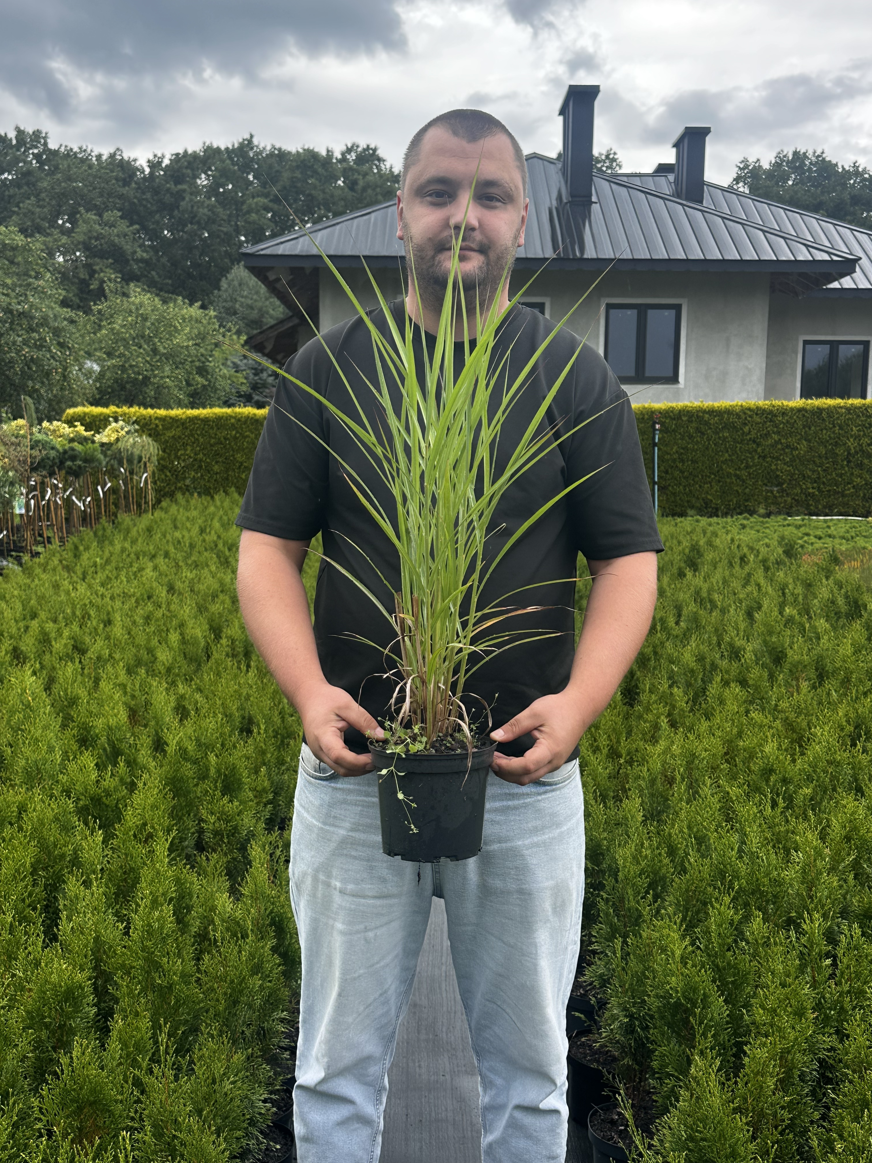 Купити саджанці Miscanthus sinensis Buraczok в розсаднику Sadgosp
