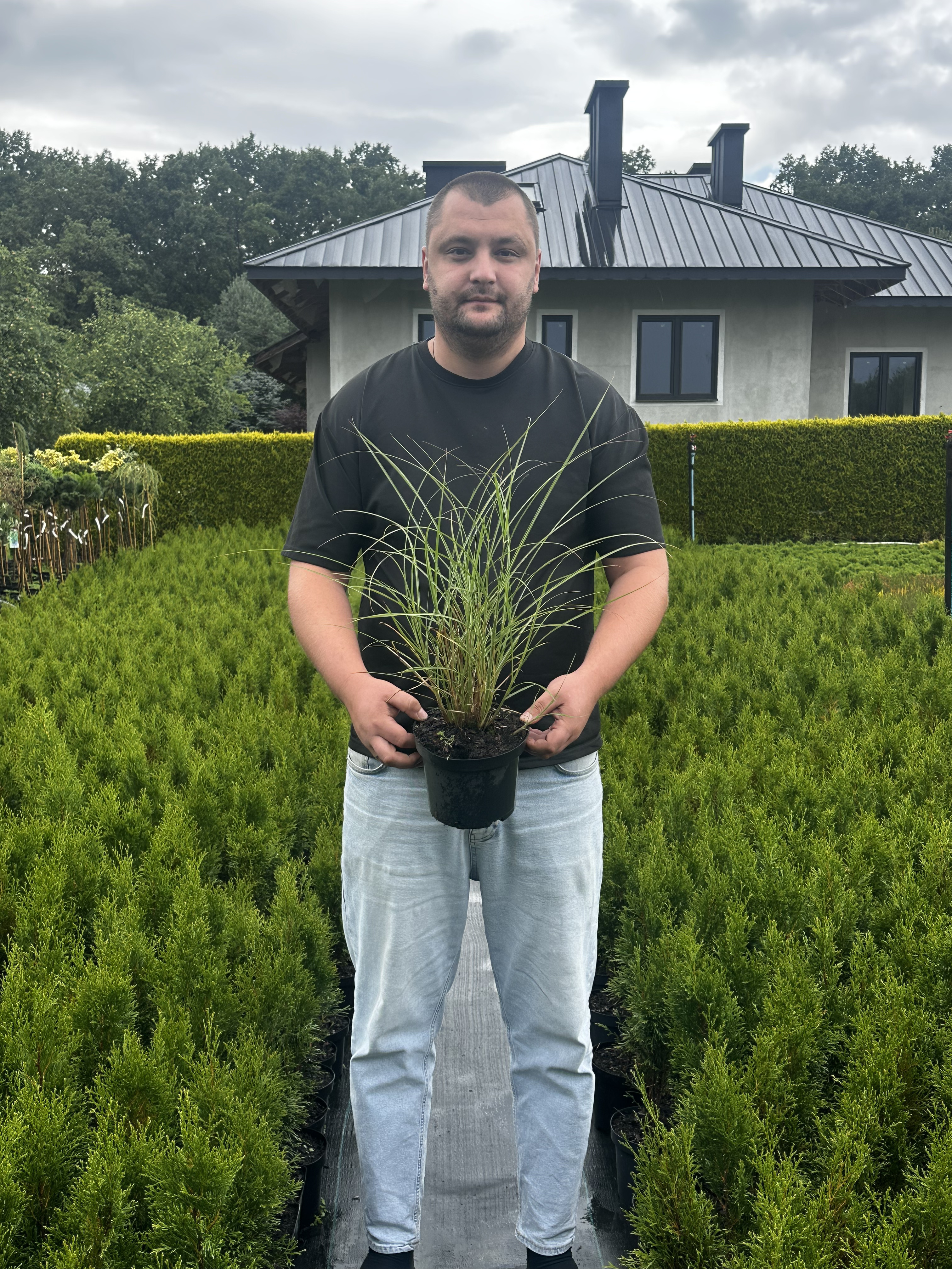 Купити саджанці Miscanthus sinensis Snow Queen в розсаднику Sadgosp