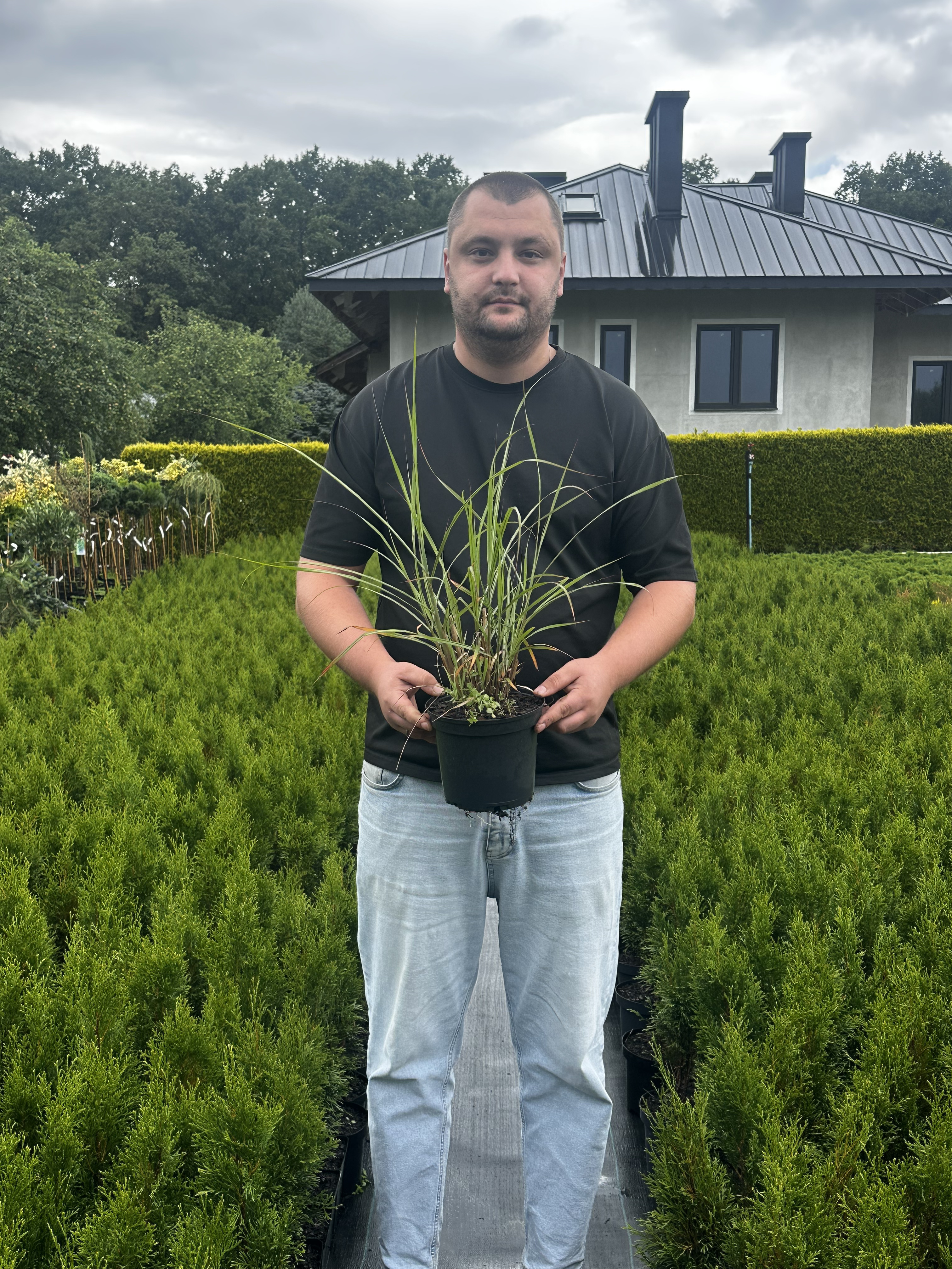 Купити саджанці Miscanthus sinensis Silver Charm PBR в розсаднику Sadgosp