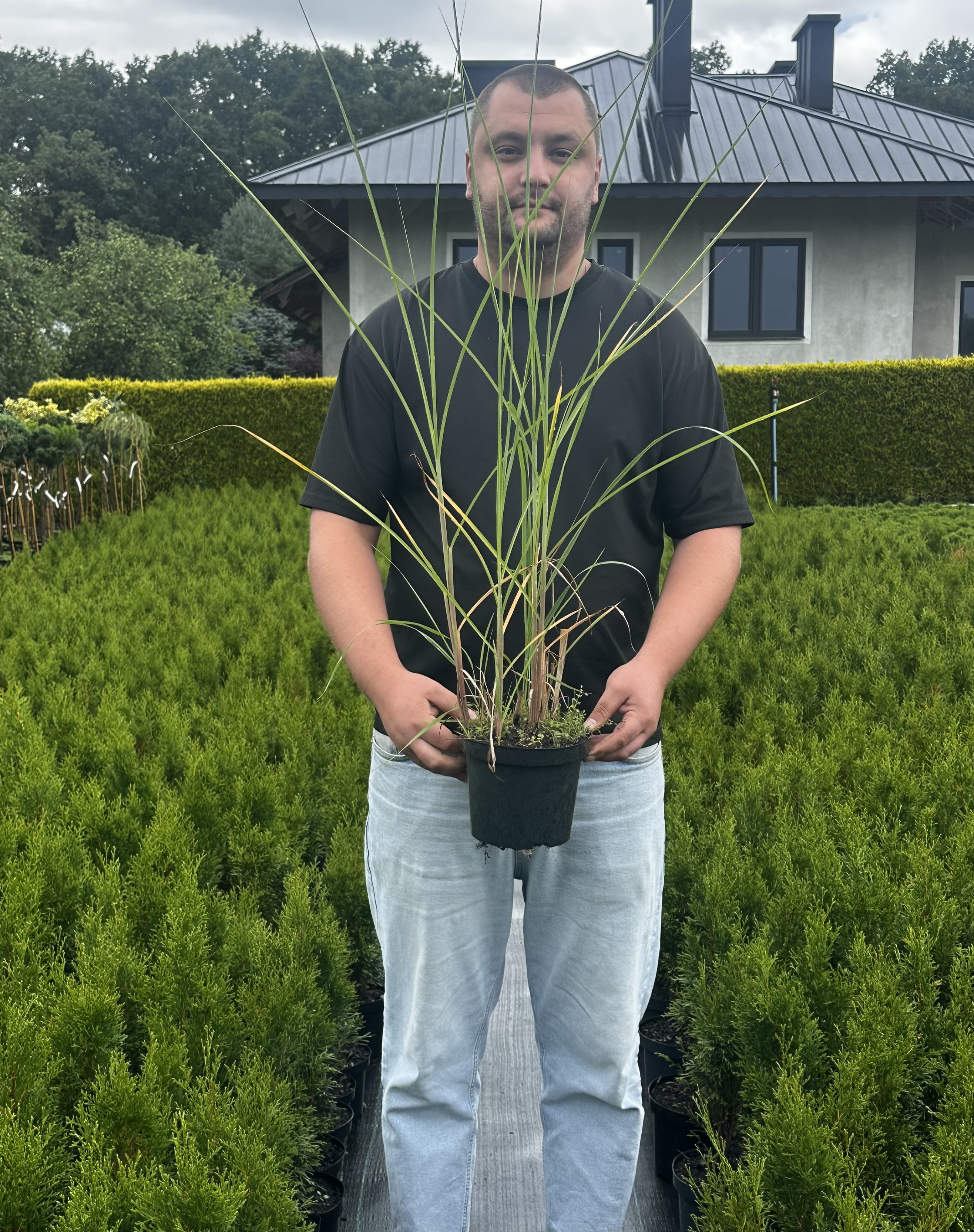 Купити саджанці Miscanthus sinensis Milos в розсаднику Sadgosp