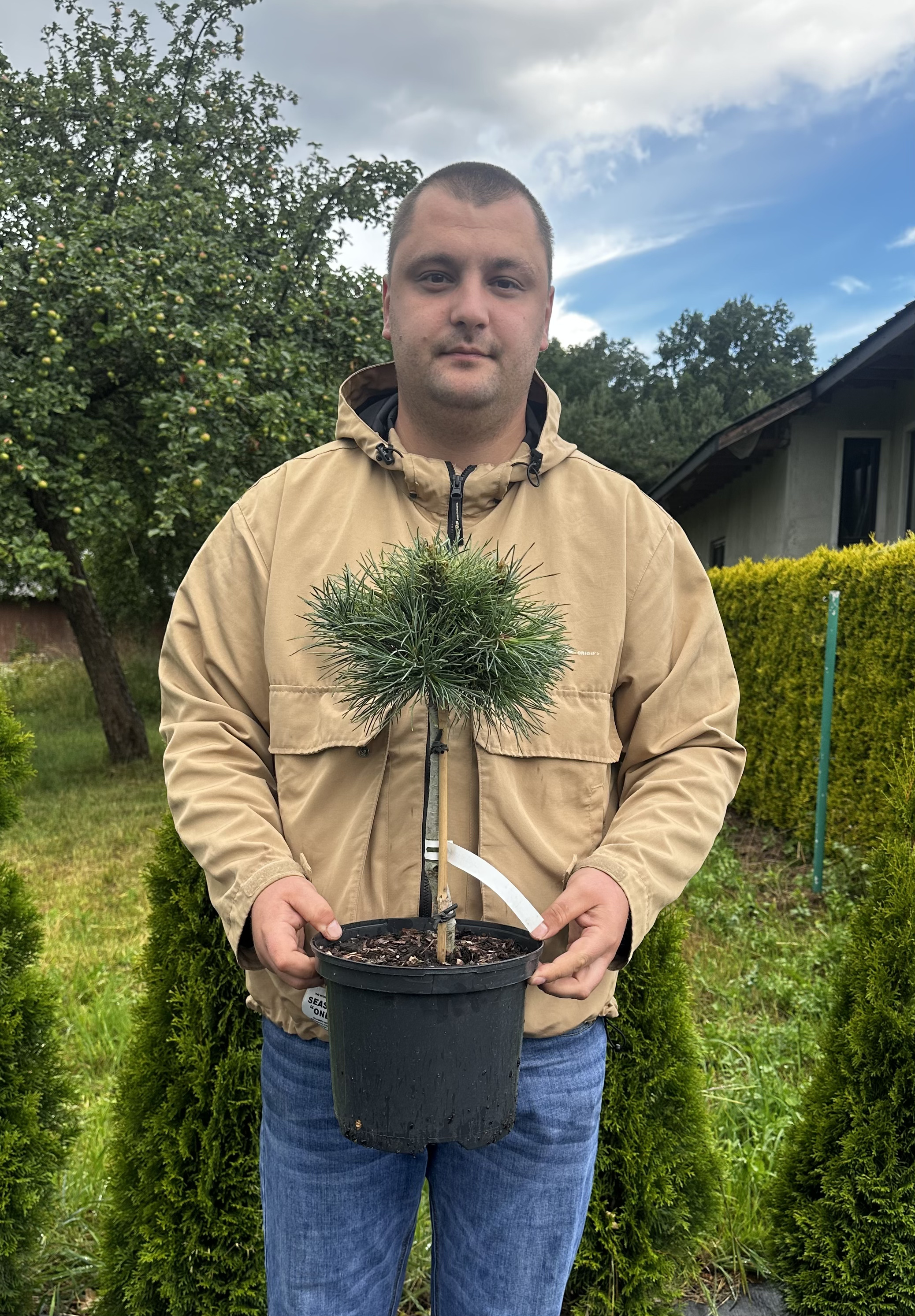 Купити саджанці Pinus armandii Medusa в розсаднику Sadgosp