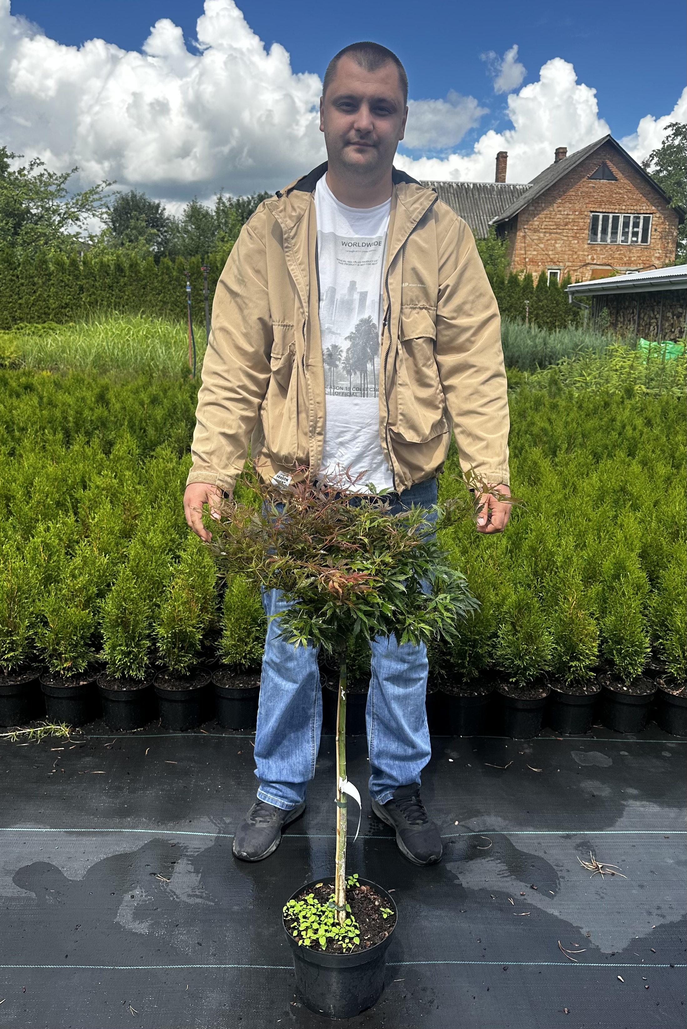 Купити саджанці Acer palmatum Jerre Schwartz в розсаднику Sadgosp