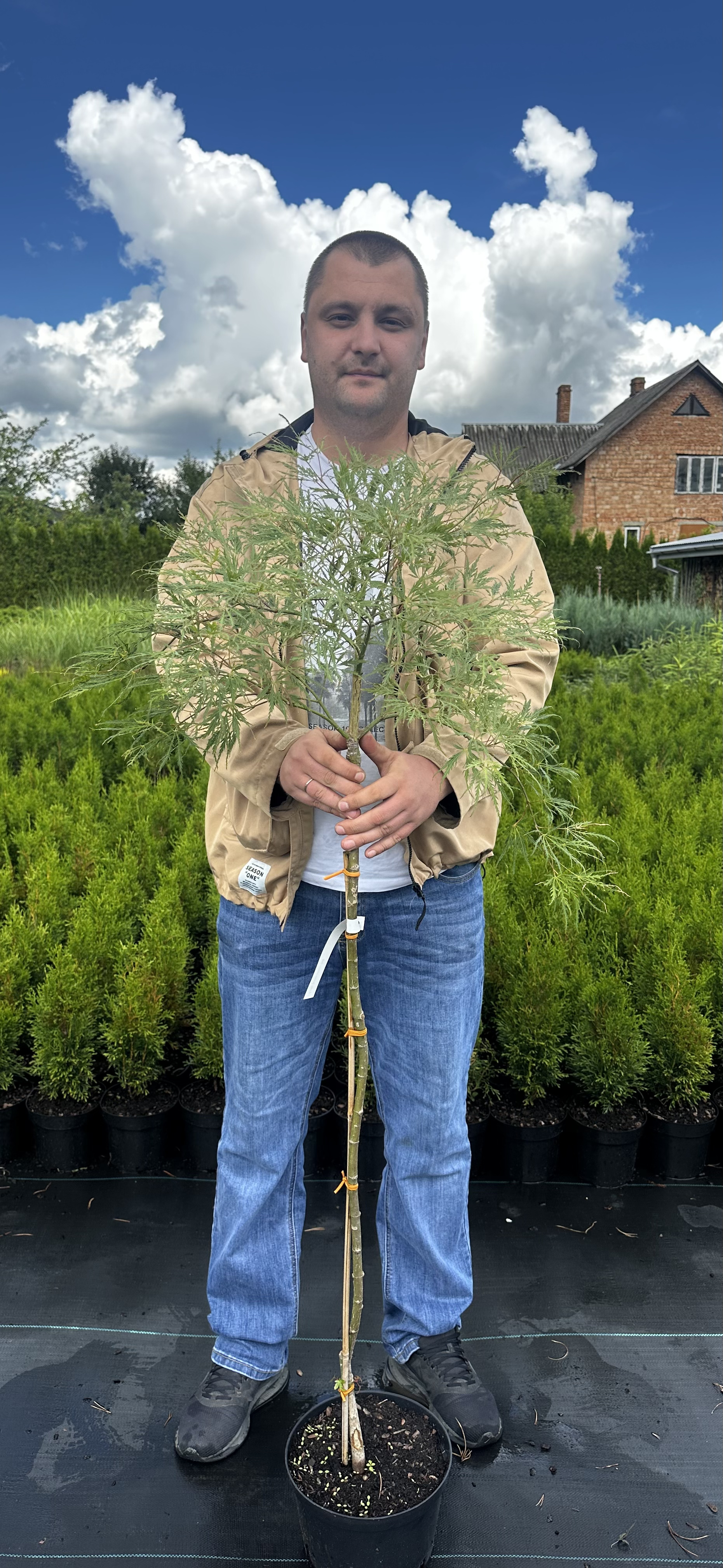 Купити саджанці Acer palmatum Demi Sec в розсаднику Sadgosp