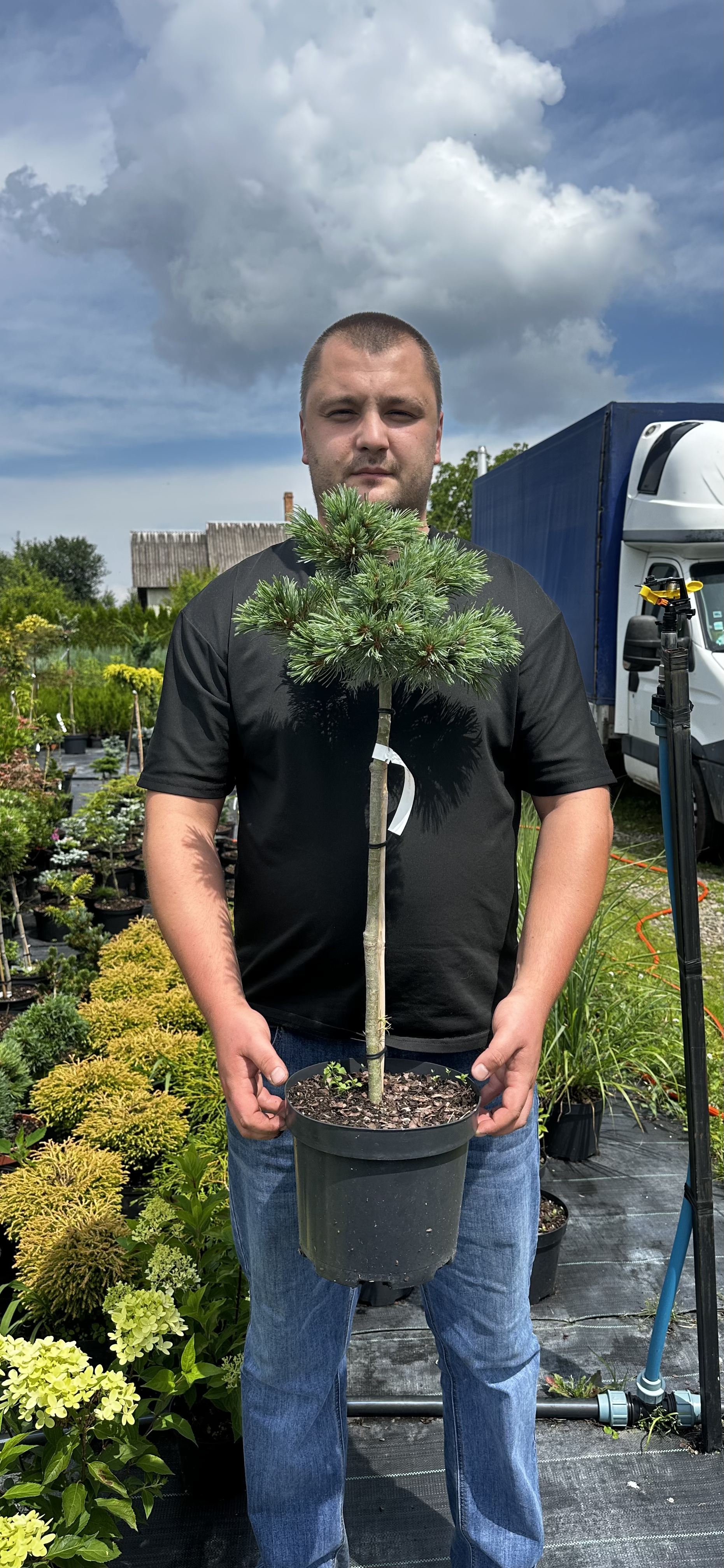 Купити саджанці Pinus parviflora Bunty в розсаднику Sadgosp