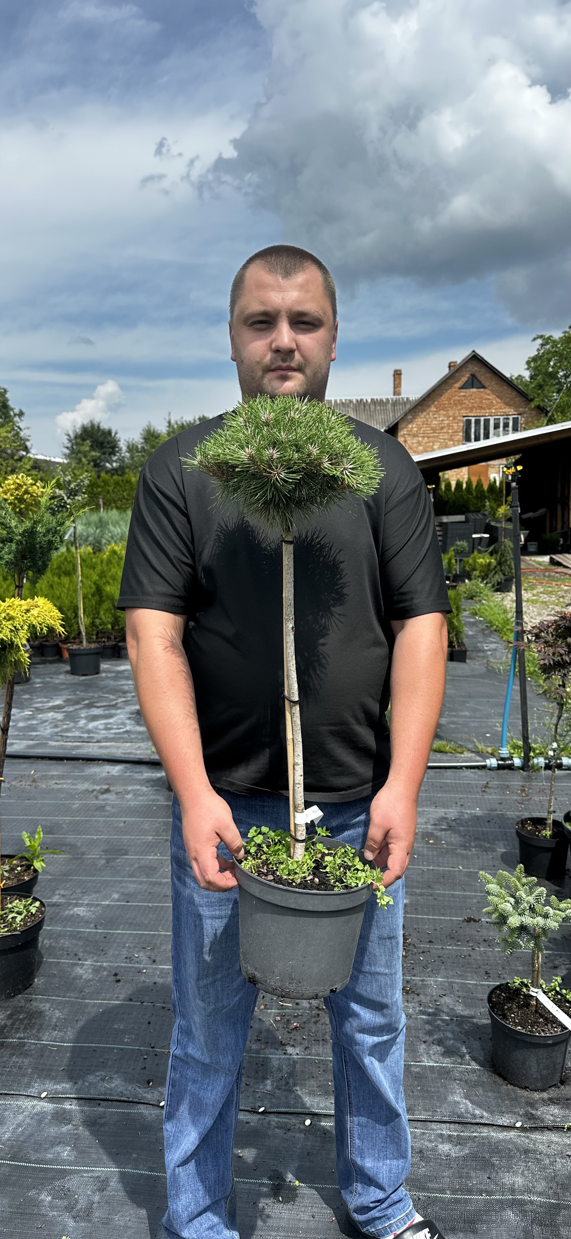 Купити саджанці Pinus densiflora Meylan Compact в розсаднику Sadgosp