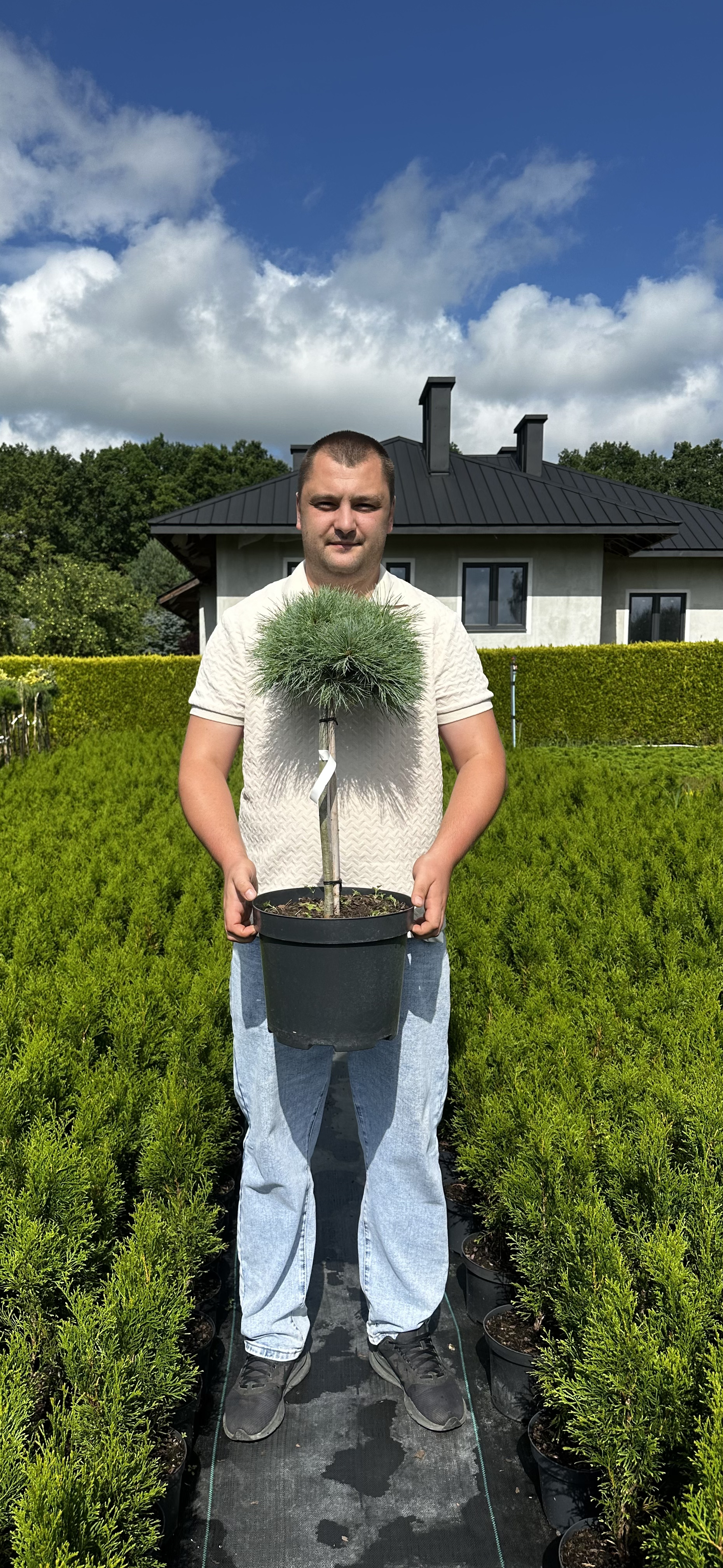 Купити саджанці Pinus strobus Sea Urchin в розсаднику Sadgosp