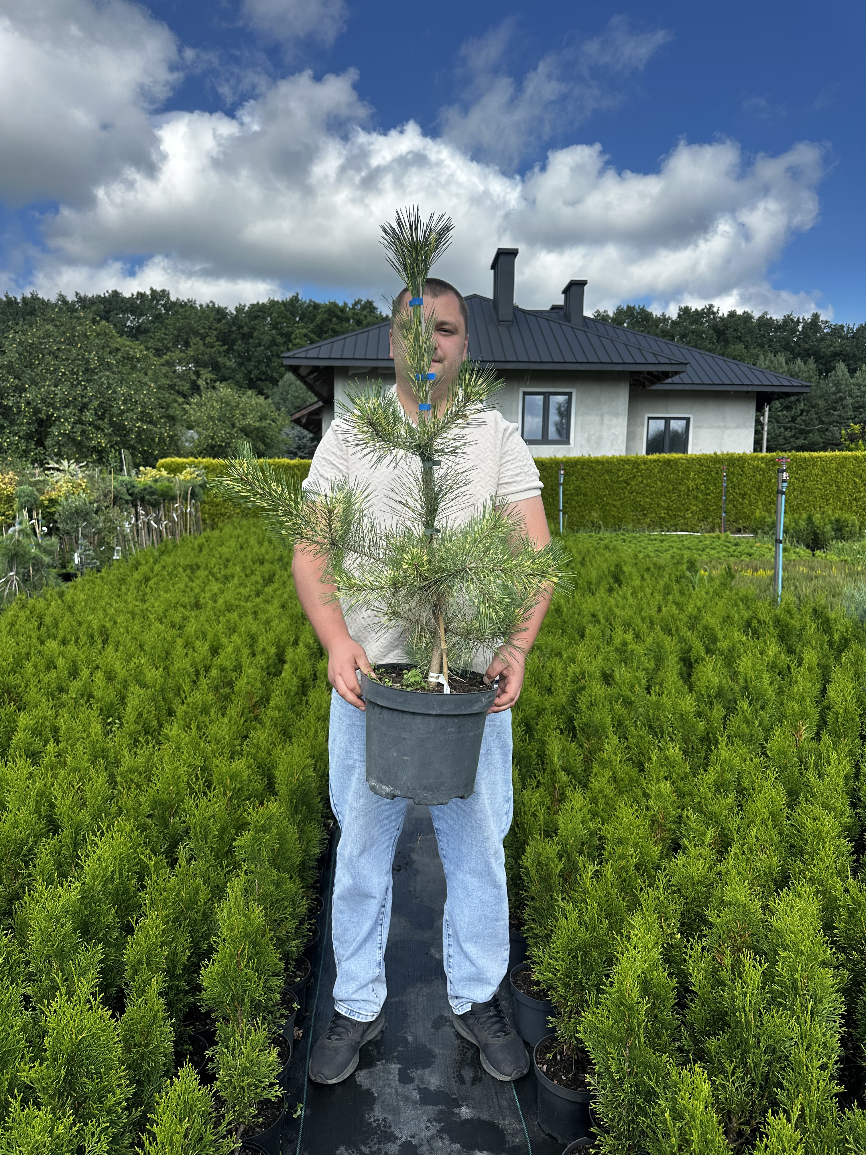 Купити саджанці Pinus densiflora Shiro Nishiki в розсаднику Sadgosp