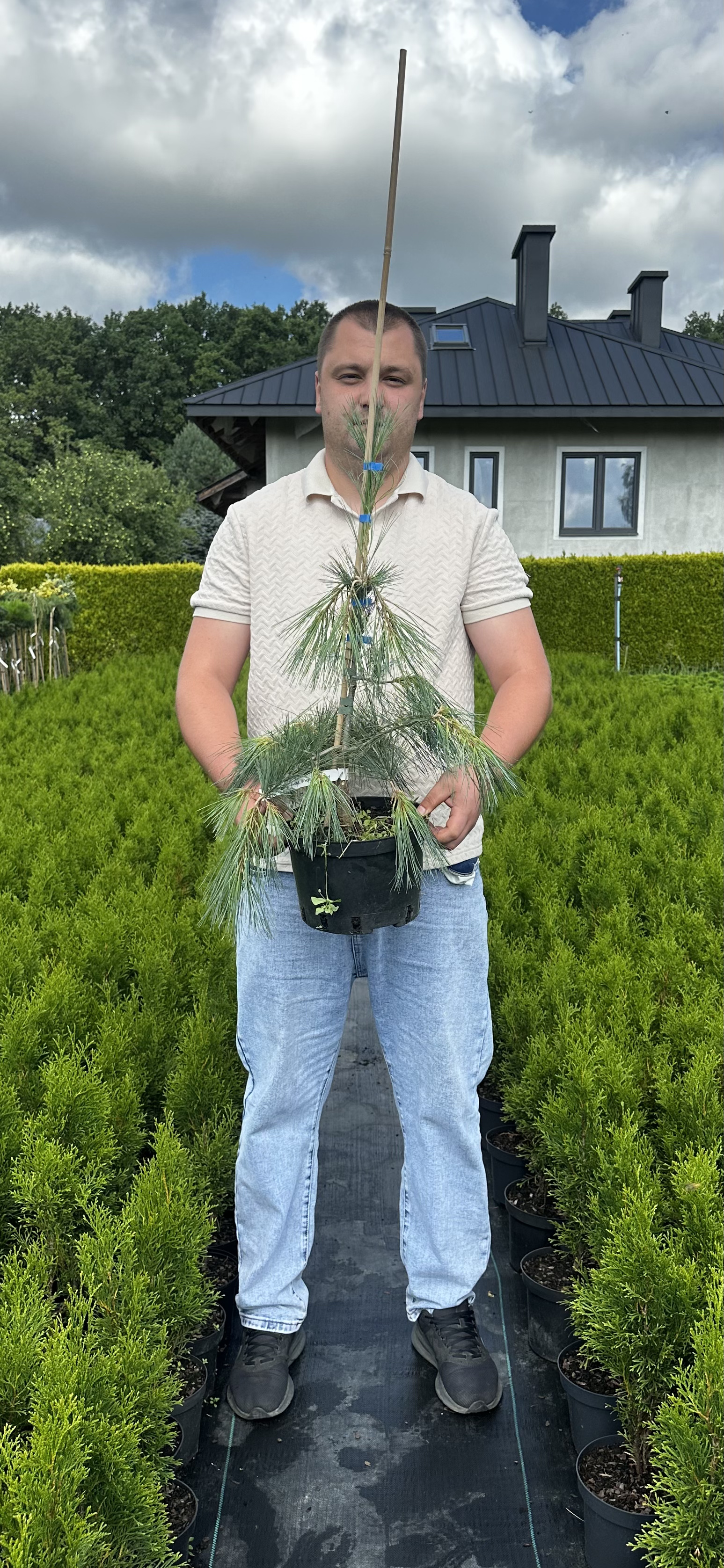 Купити саджанці Pinus strobus Bennetts Contorted в розсаднику Sadgosp
