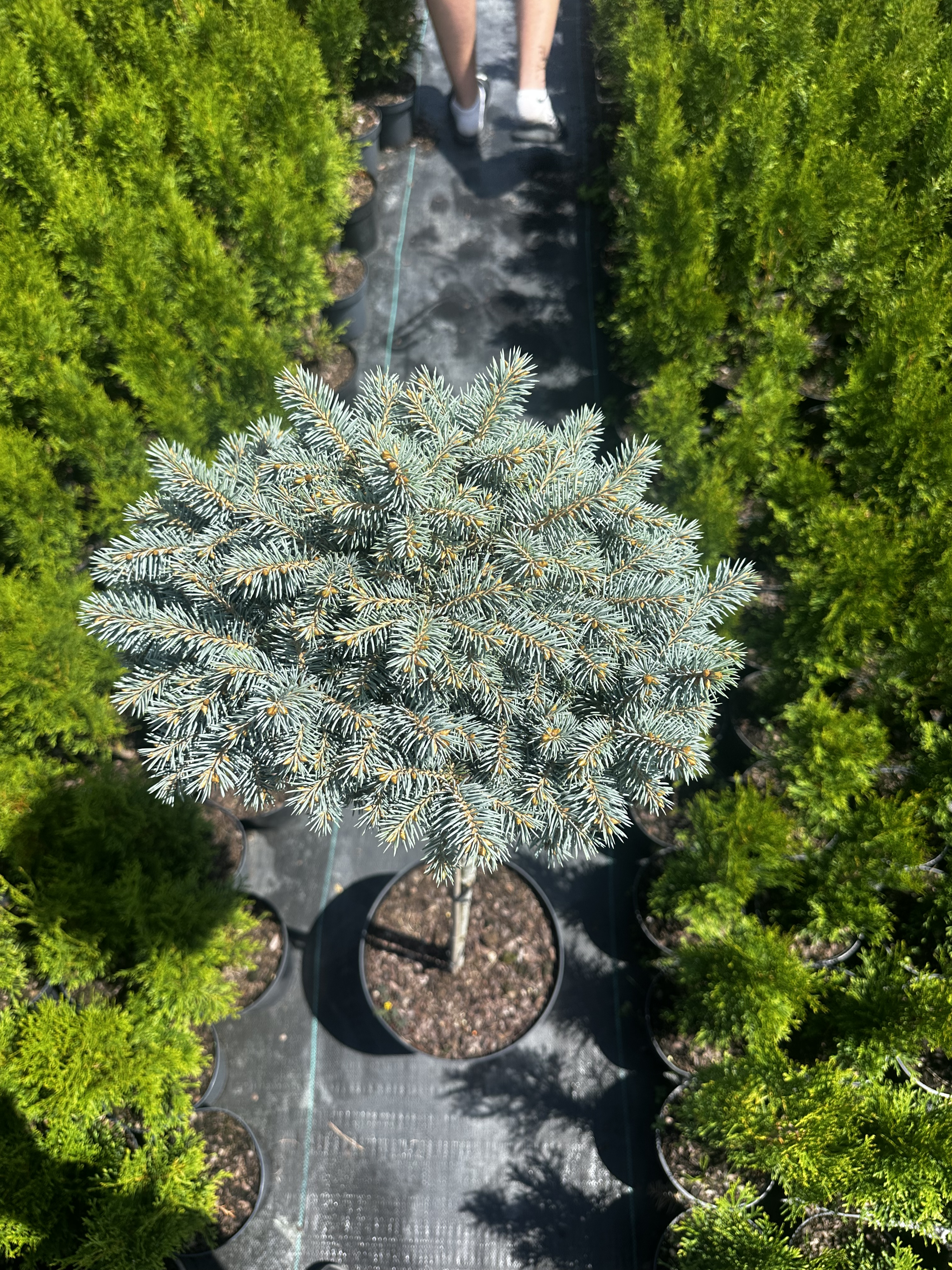 Купити саджанці Picea pungens St. Mary's Broom в розсаднику Sadgosp