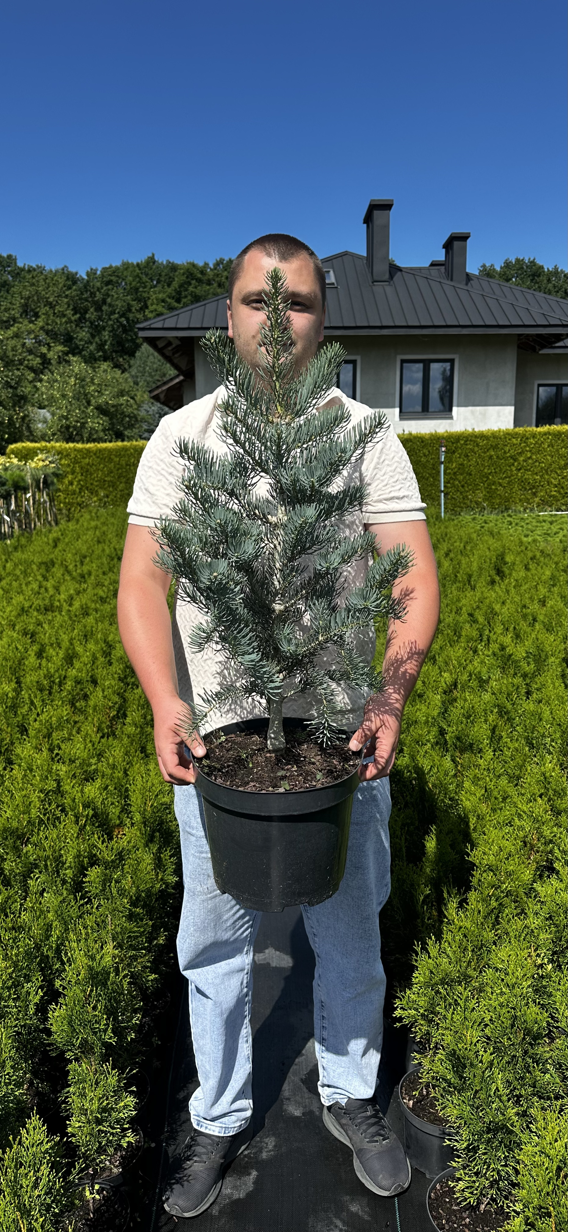 Купити саджанці Abies concolor 'Fastigiata' в розсаднику Sadgosp