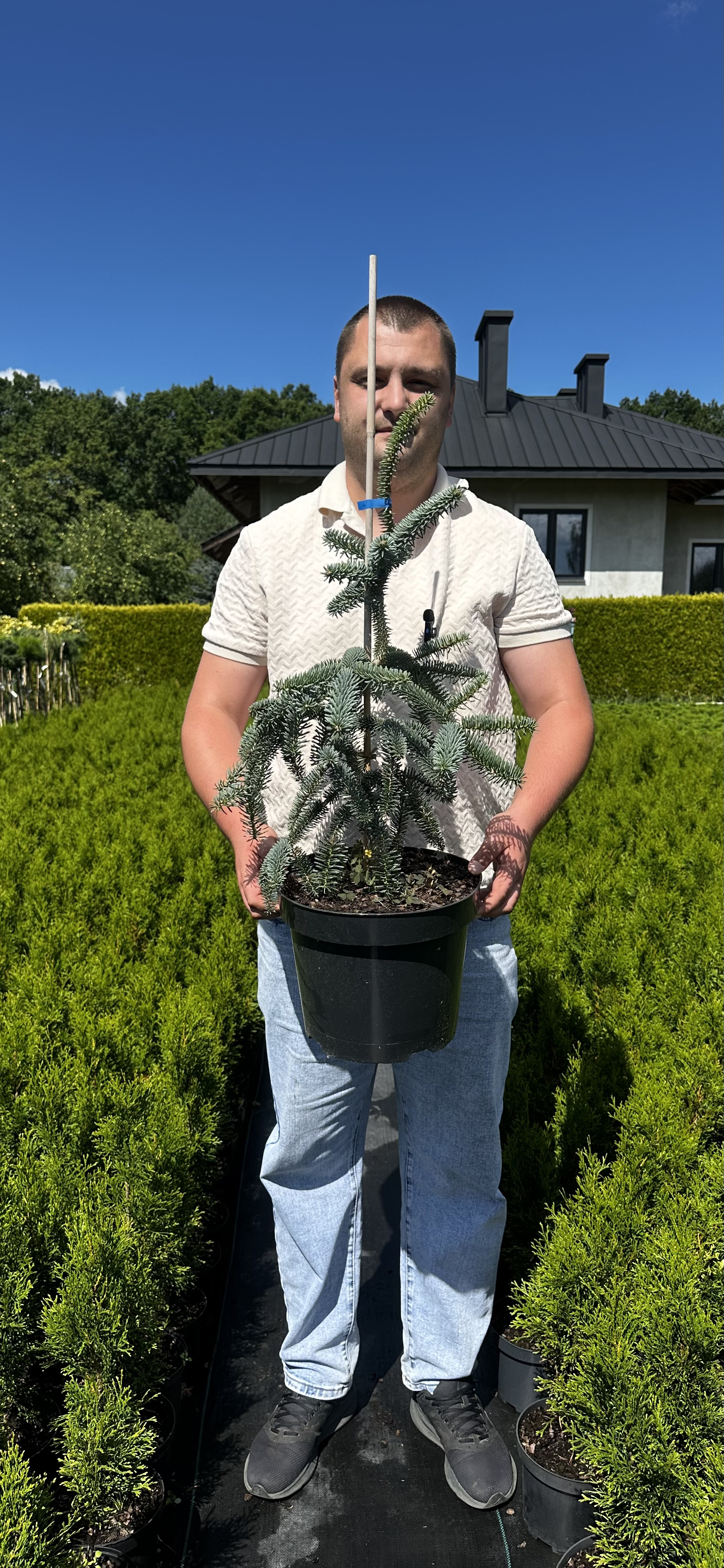 Купити саджанці Abies pinsapo 'Kelleriis' в розсаднику Sadgosp