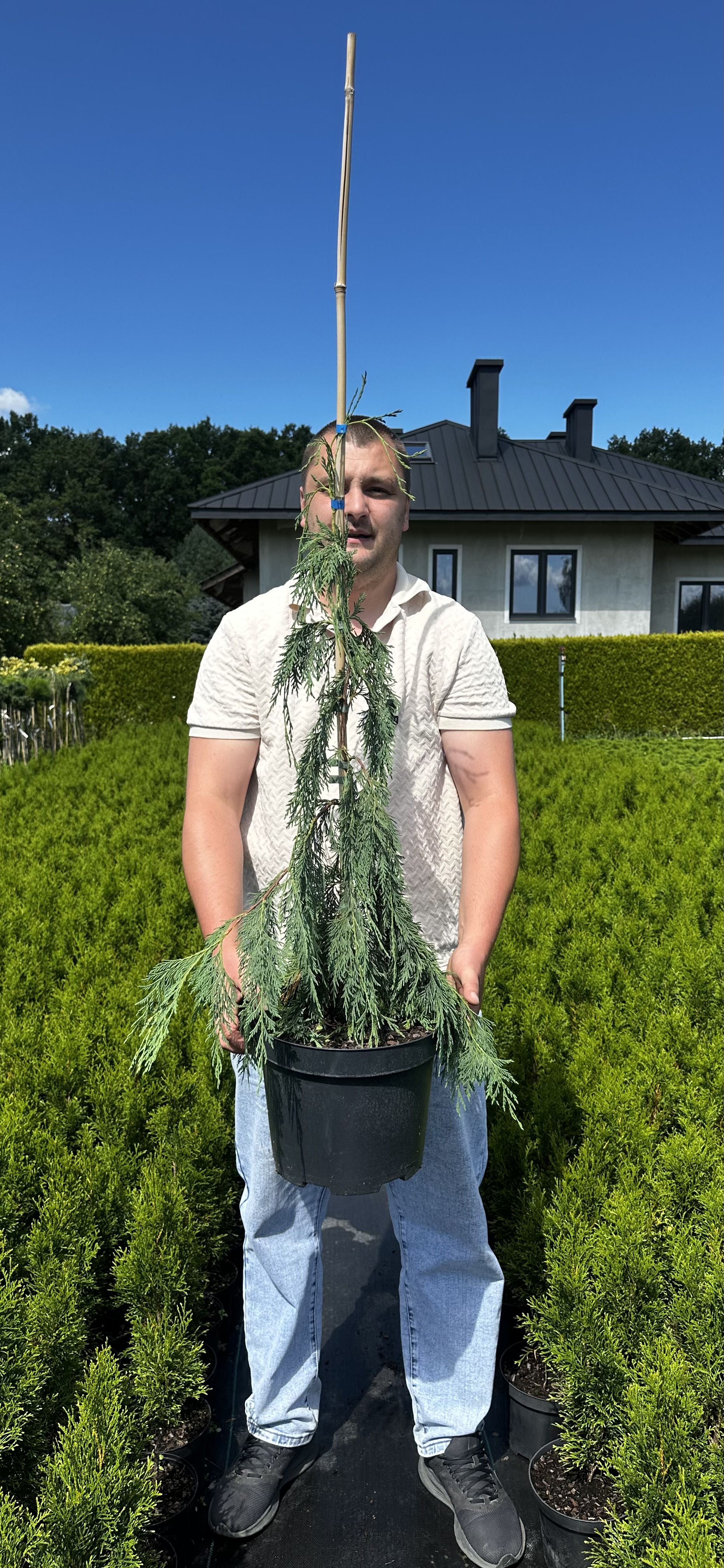 Купити саджанці Chamaecyparis nootkatensis Pendula в розсаднику Sadgosp
