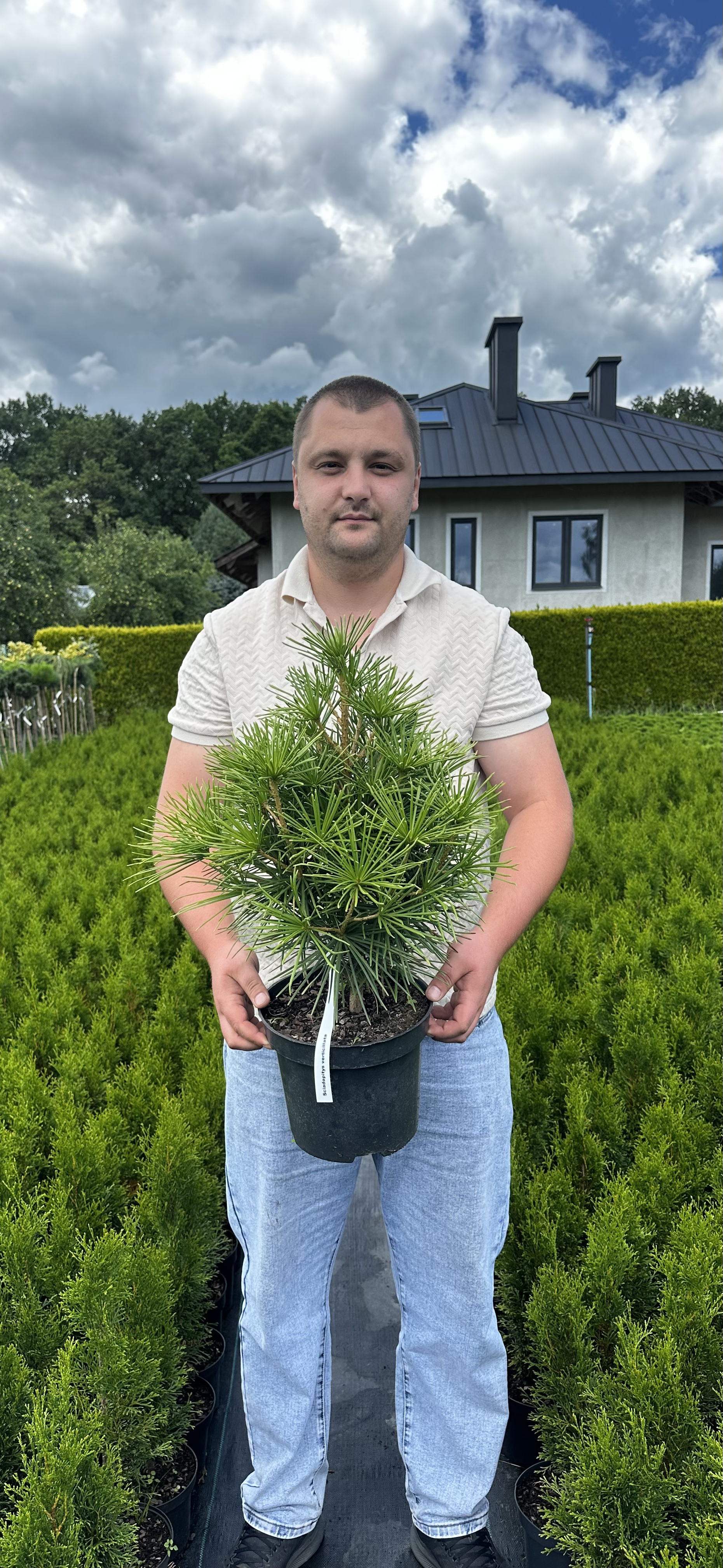 Купити саджанці Sciadopitys verticillata verticillata в розсаднику Sadgosp