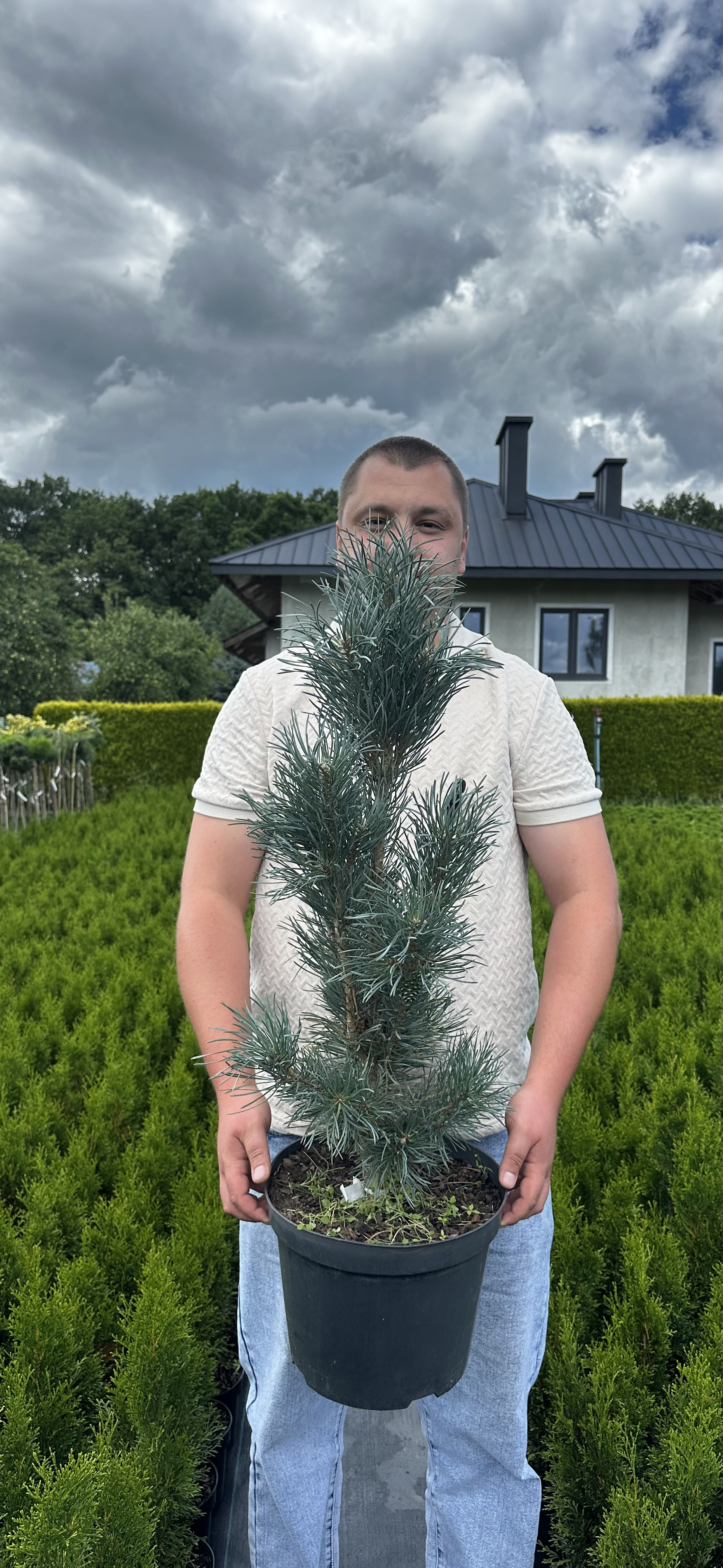 Купити саджанці Pinus sylvestris Fastigiata в розсаднику Sadgosp