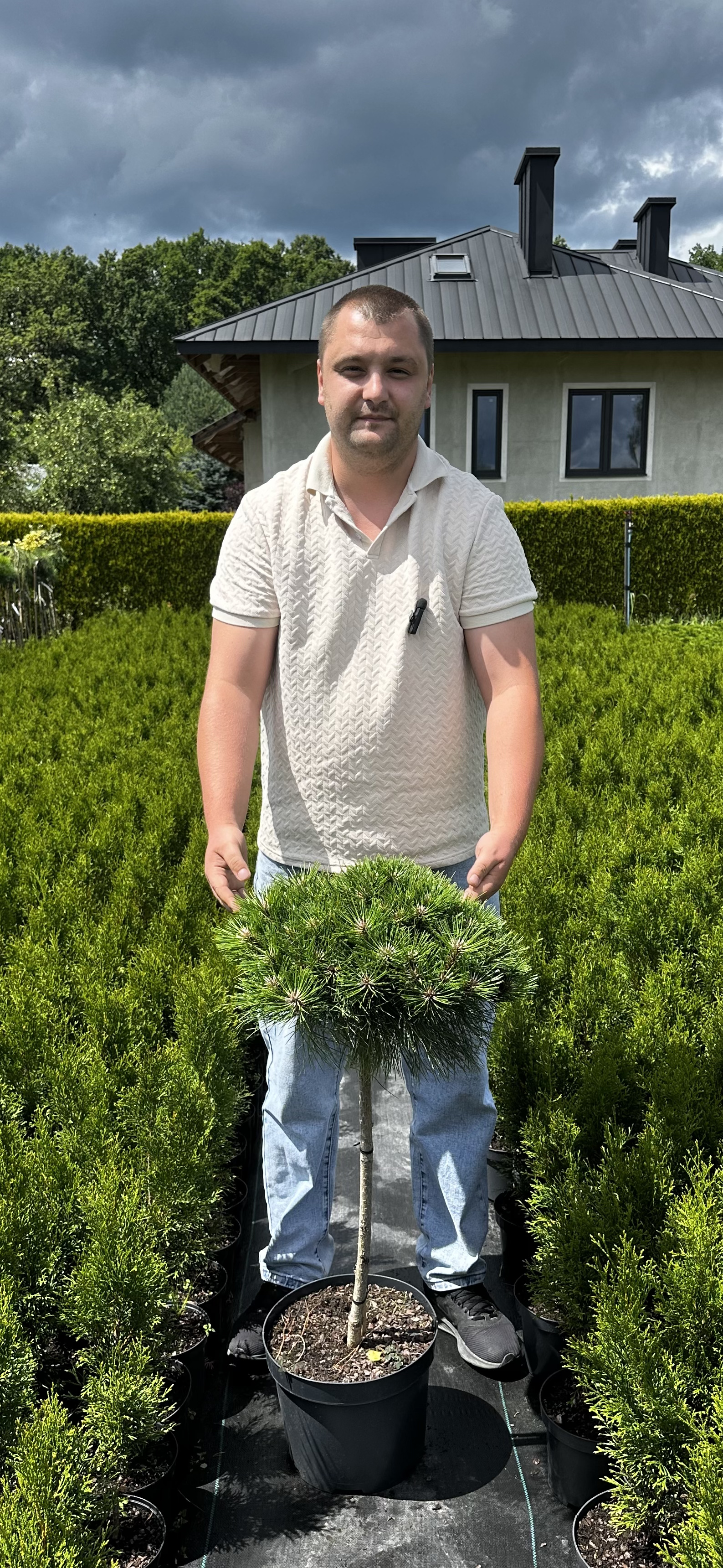 Купити саджанці Pinus nigra Maria в розсаднику Sadgosp