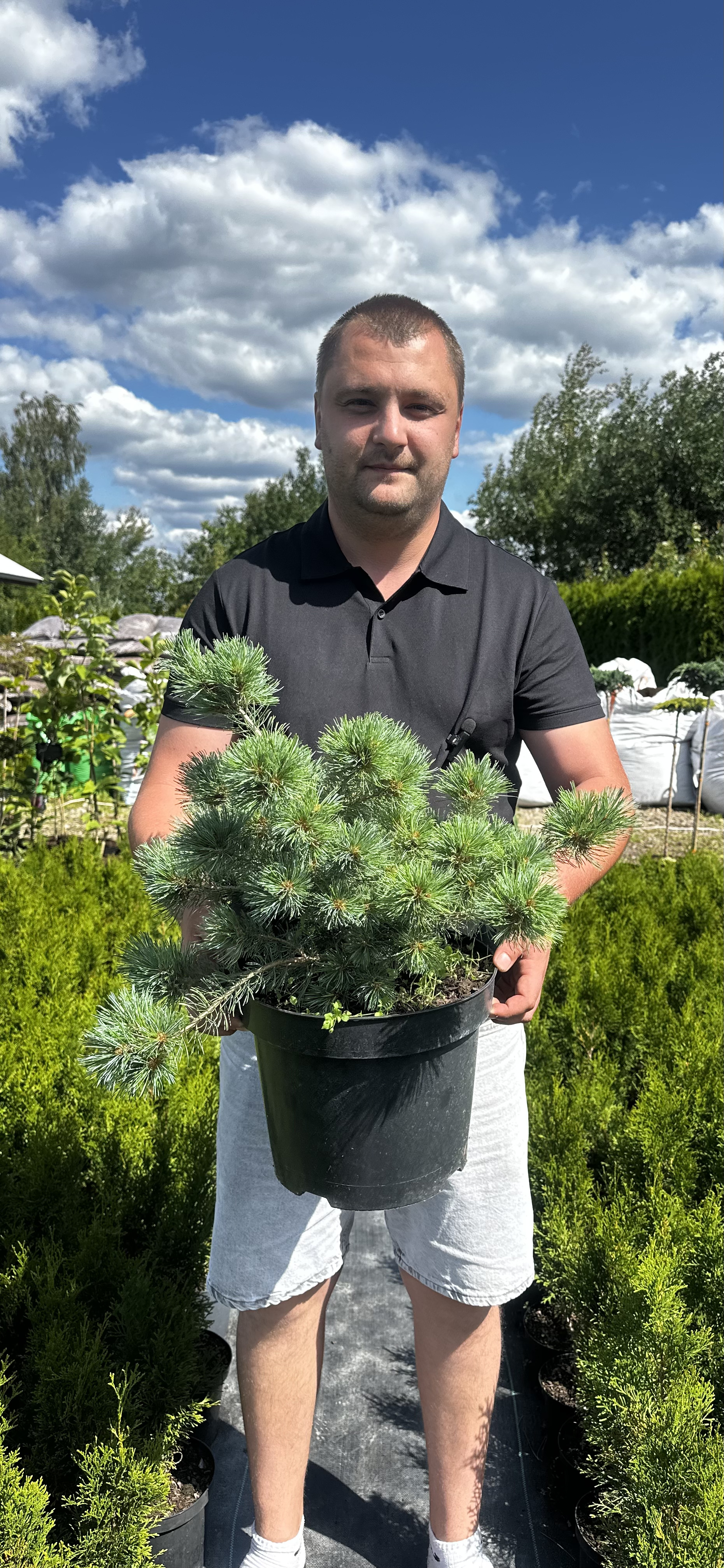 Купити саджанці Pinus parviflora Linda в розсаднику Sadgosp