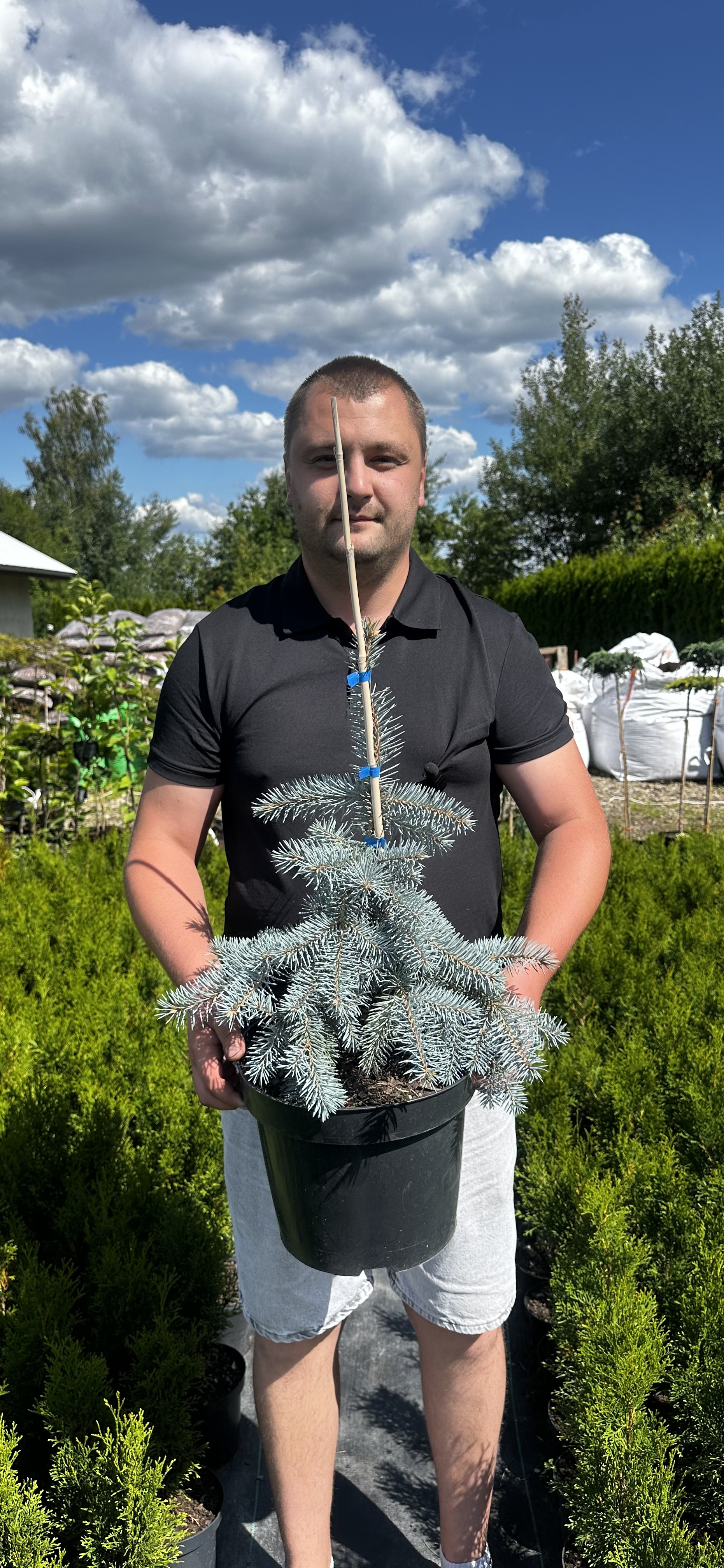 Купити саджанці Picea pungegens Glauca Pendula в розсаднику Sadgosp