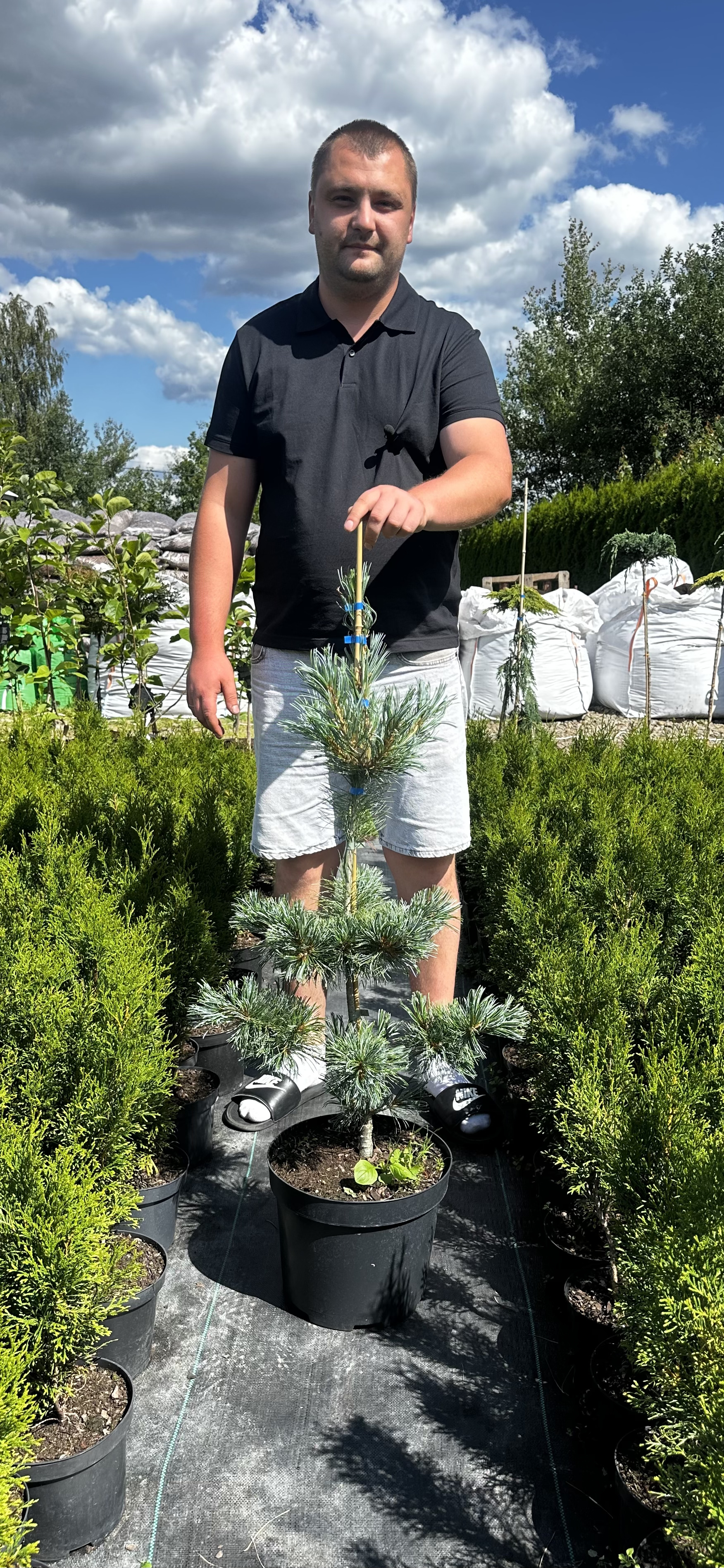 Купити саджанці Pinus parviflora Saphir в розсаднику Sadgosp