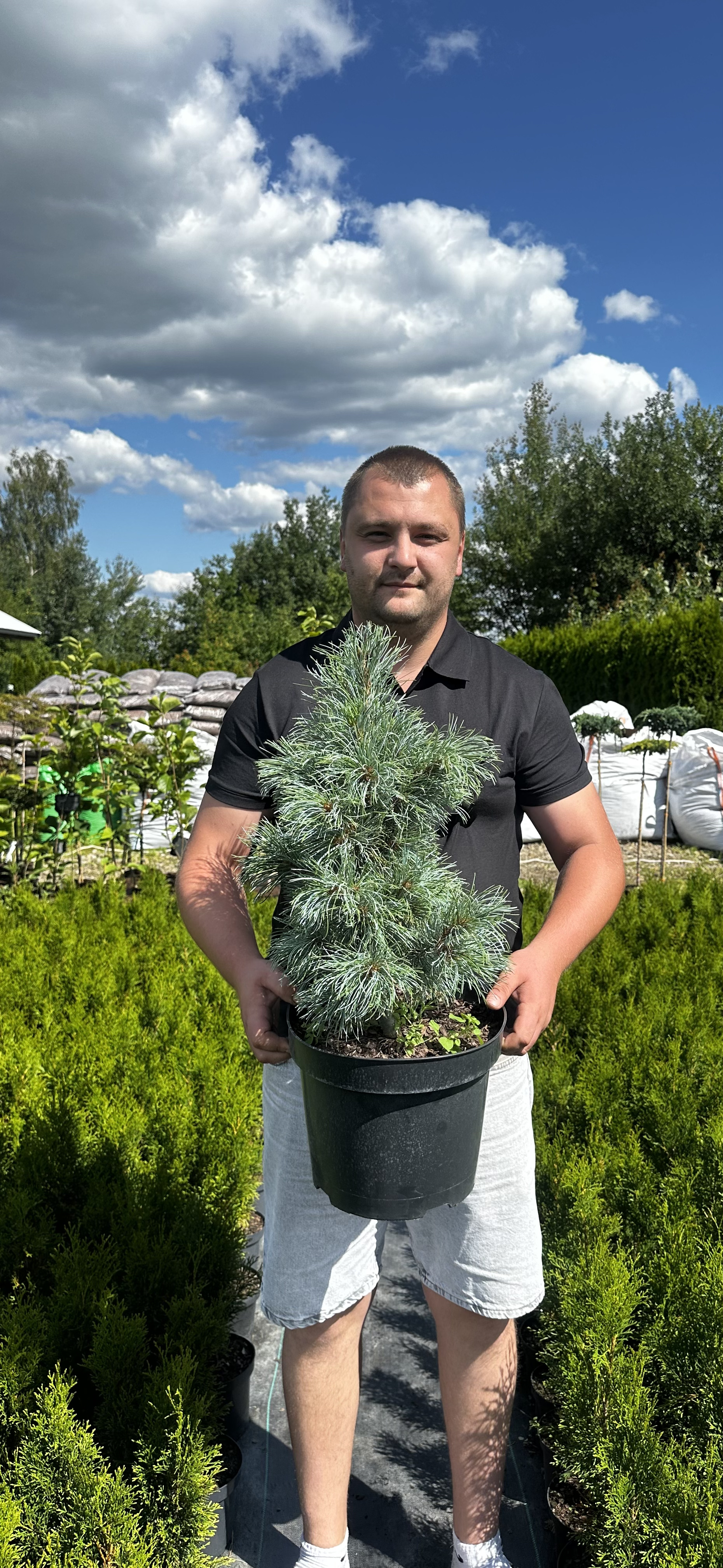 Купити саджанці Pinus parviflora Bonnie Bergman в розсаднику Sadgosp