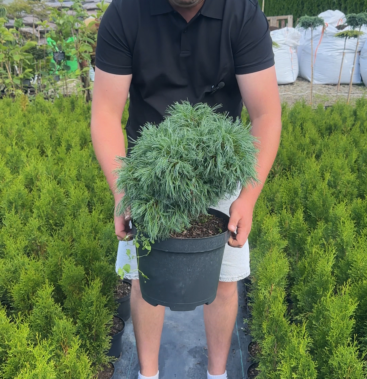 Купити саджанці Pinus strobus Green Twist в розсаднику Sadgosp