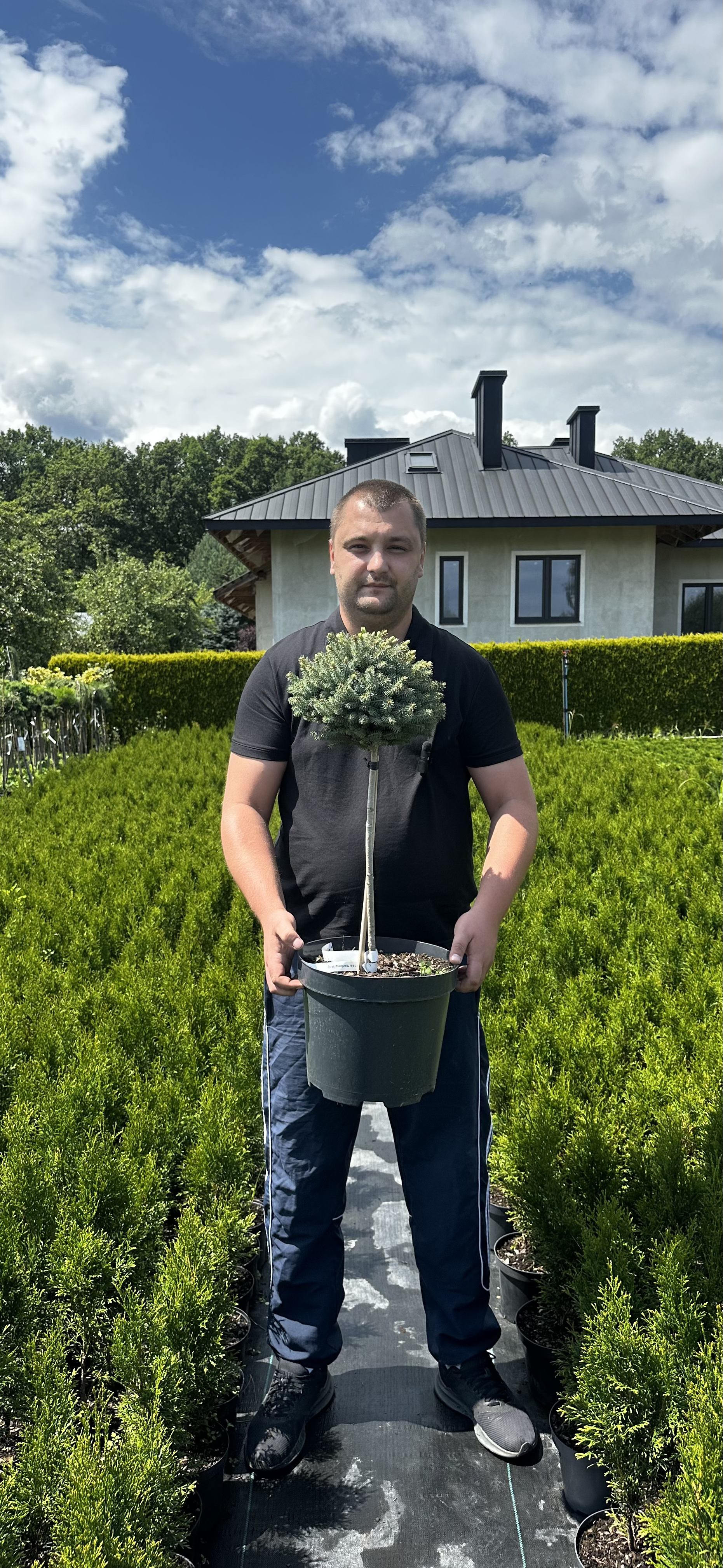 Купити саджанці Picea mariana Arij в розсаднику Sadgosp