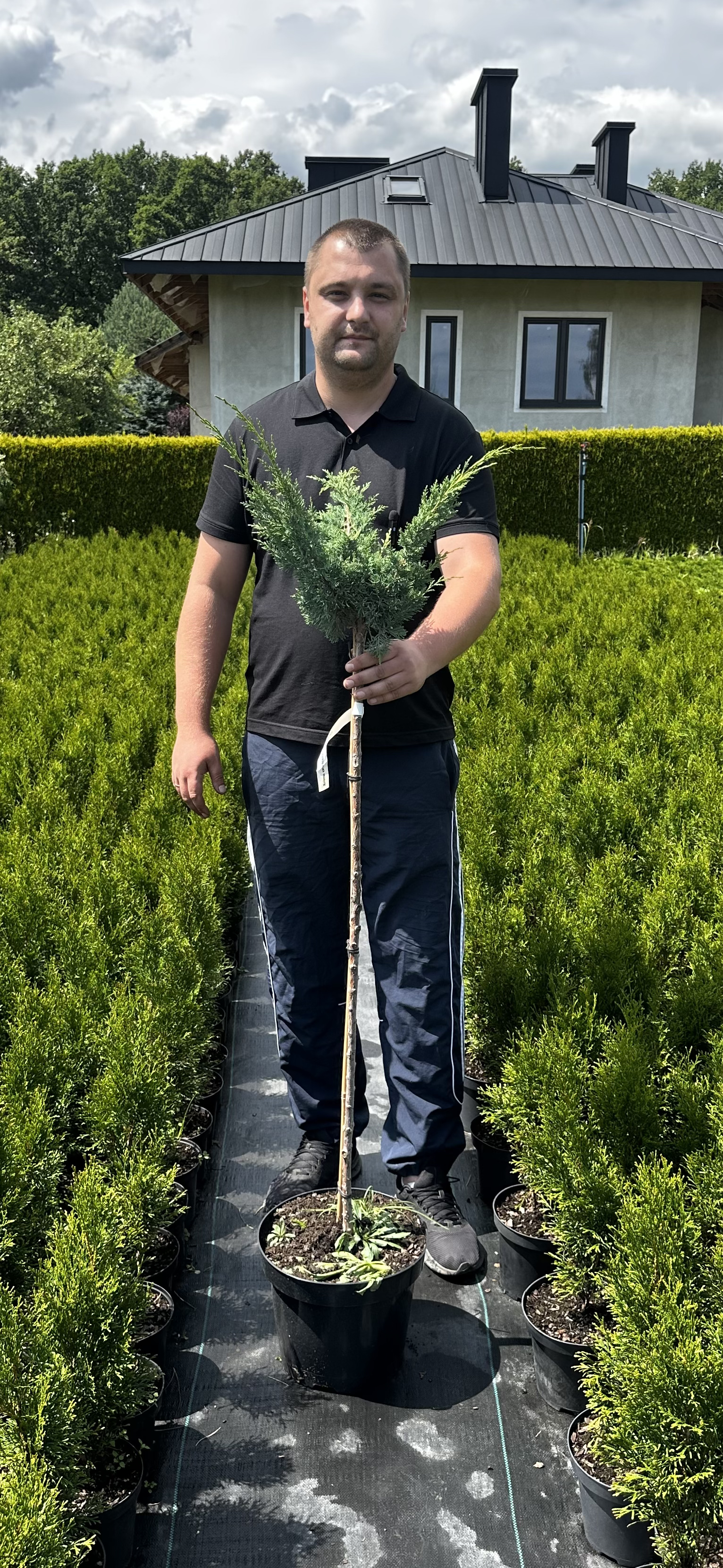 Купити саджанці Juniperus chinensis Blaauw в розсаднику Sadgosp