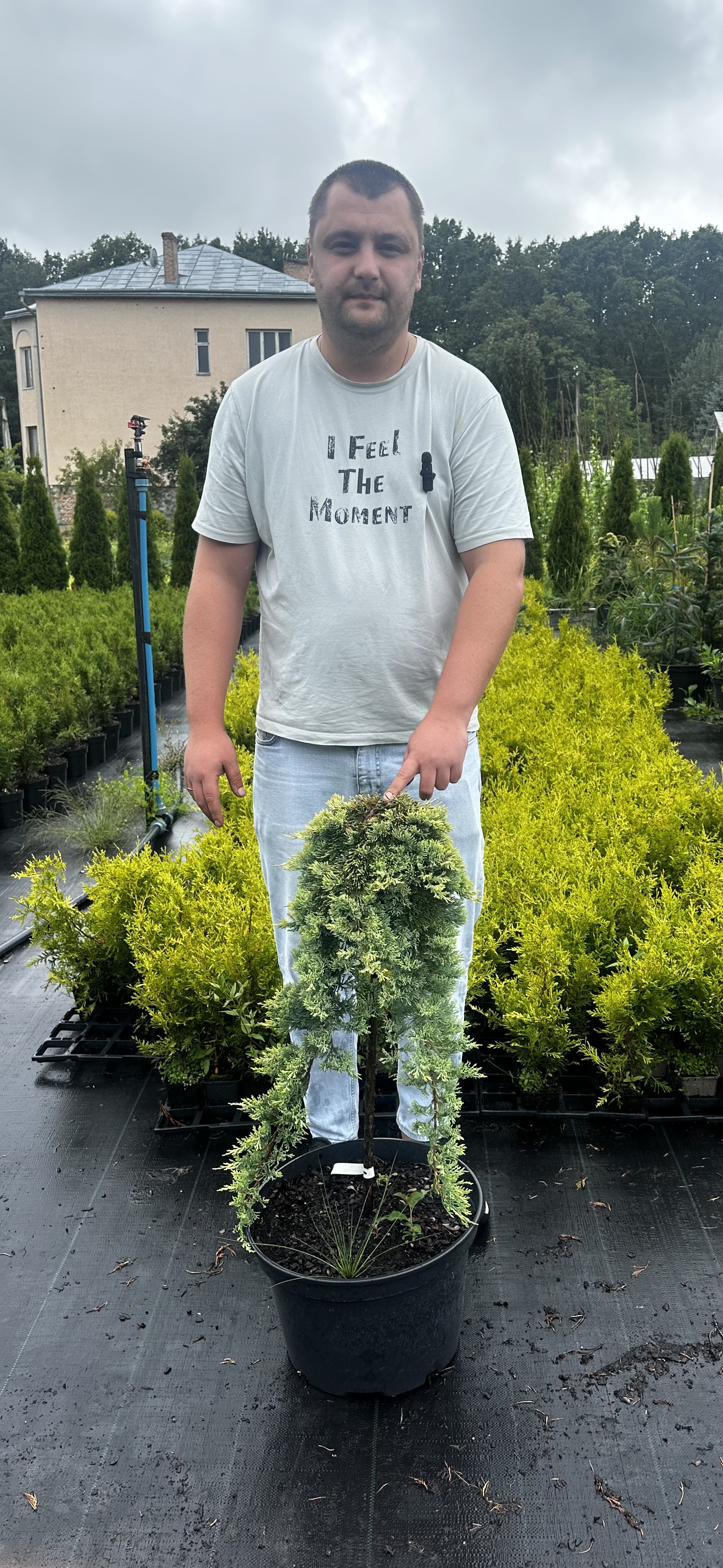 Купити саджанці Juniperus horizontalis Golden Carpet в розсаднику Sadgosp