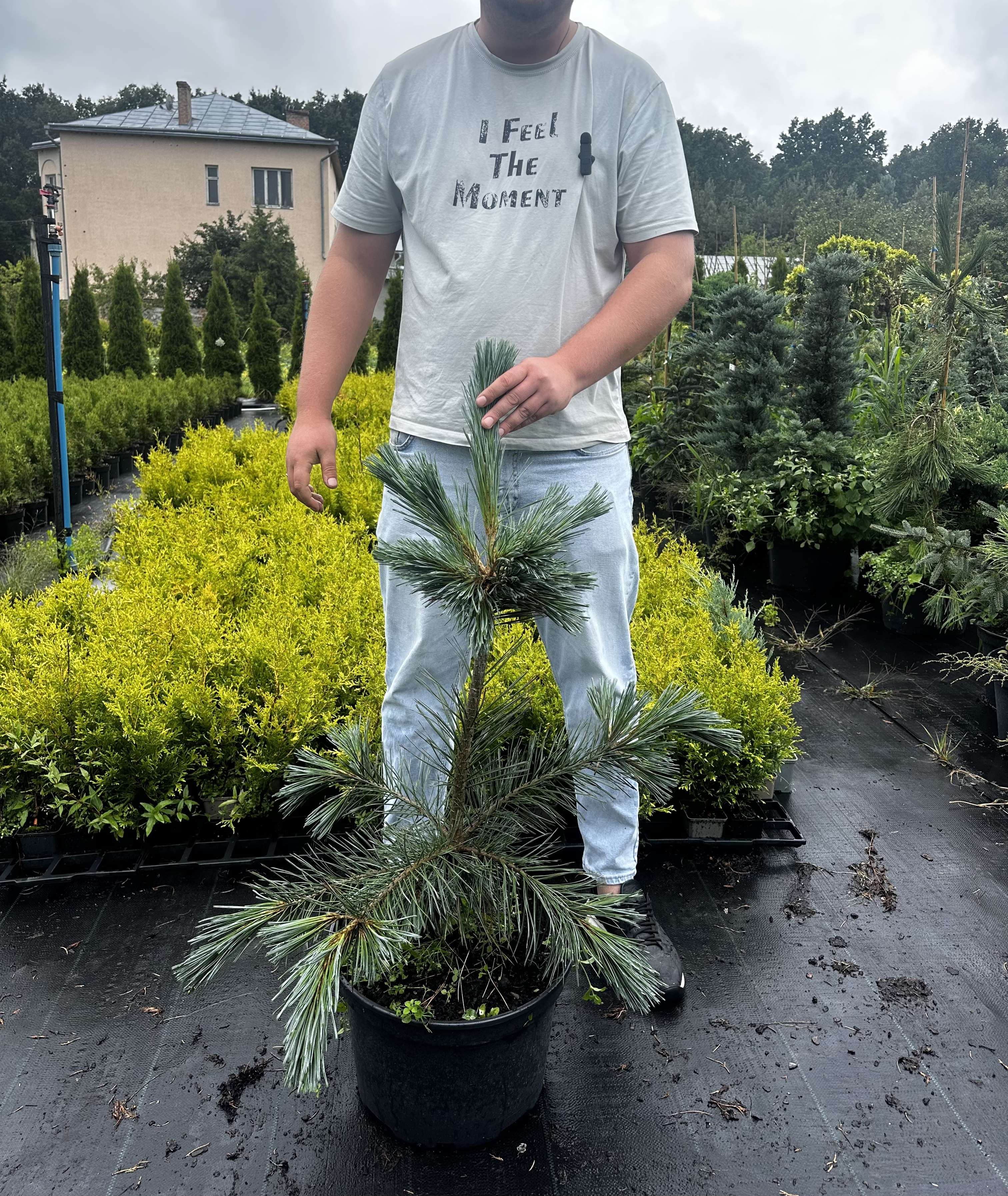 Купити саджанці Pinus flexilis Vanderwolf Pyramid в розсаднику Sadgosp