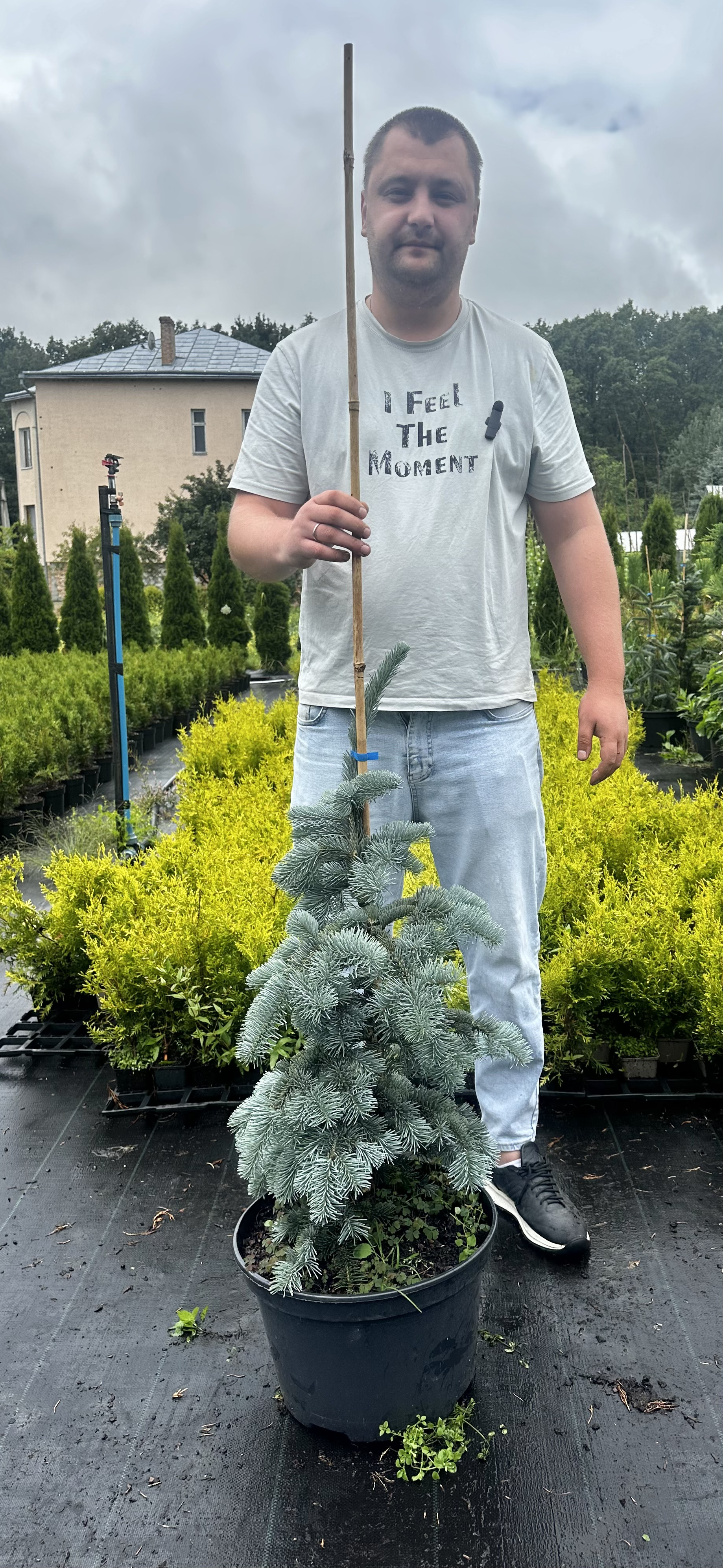 Купити саджанці Abies lasiocarpa 'Argentea' в розсаднику Sadgosp