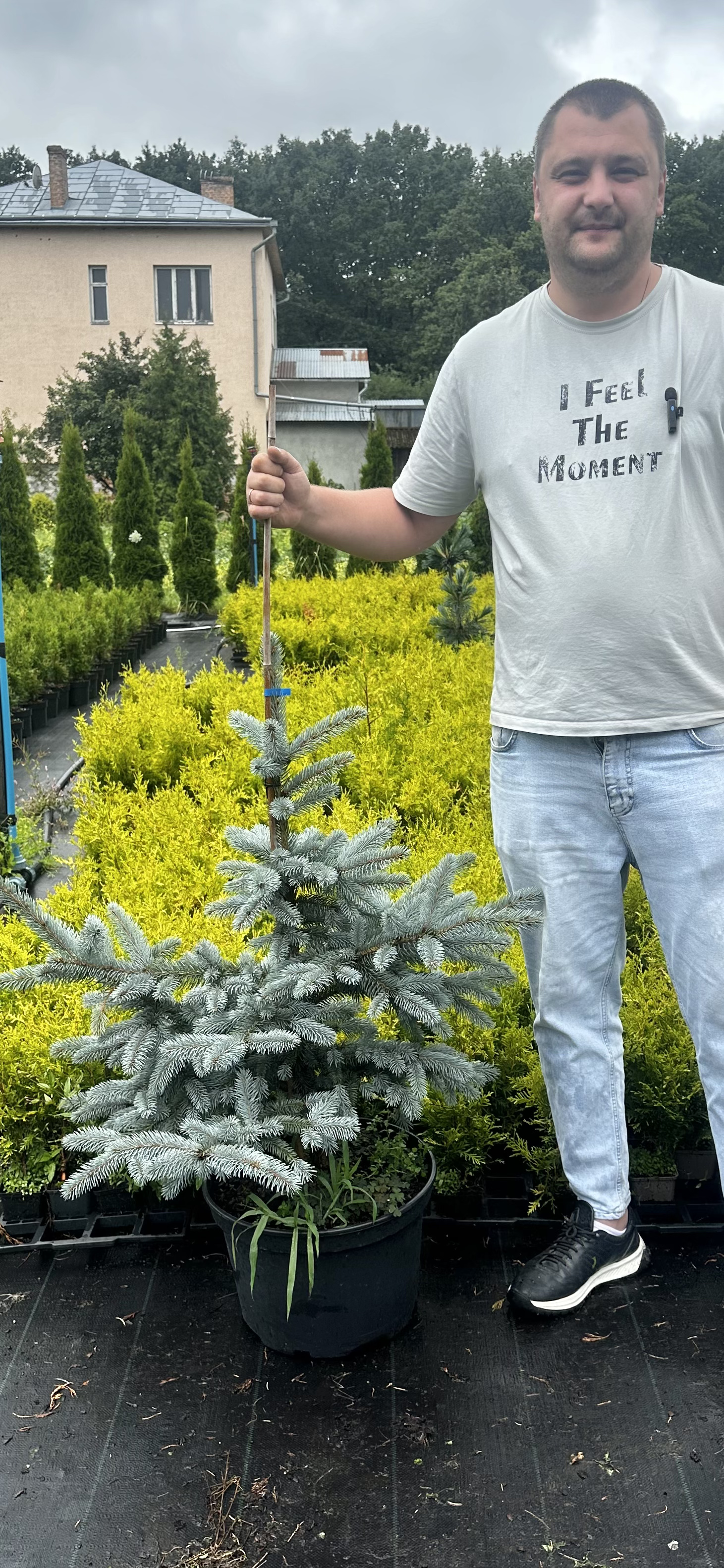 Купити саджанці Picea pungens Fat Albert в розсаднику Sadgosp