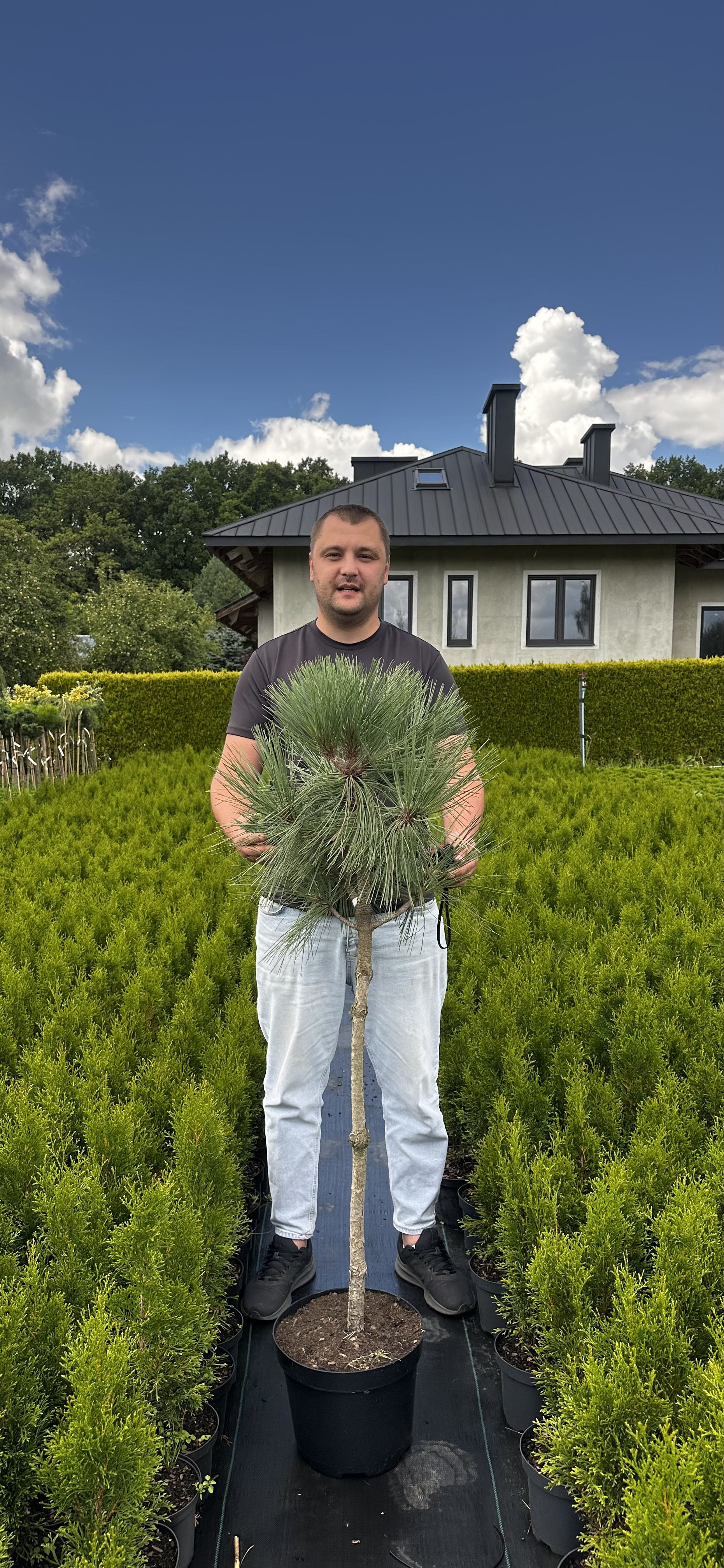 Купити саджанці Pinus jeffreyi Joppi в розсаднику Sadgosp
