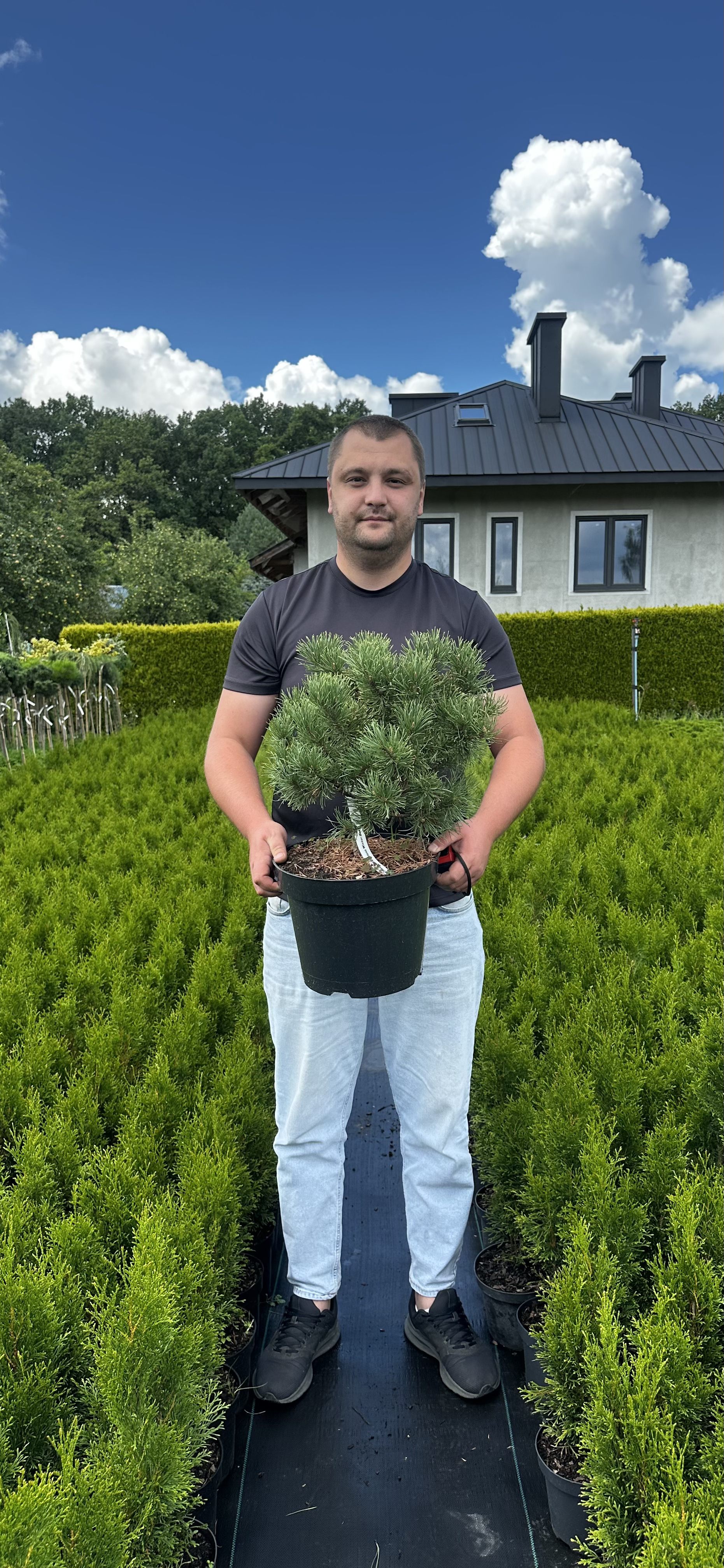 Купити саджанці Pinus mugo Carstens Wintergold в розсаднику Sadgosp