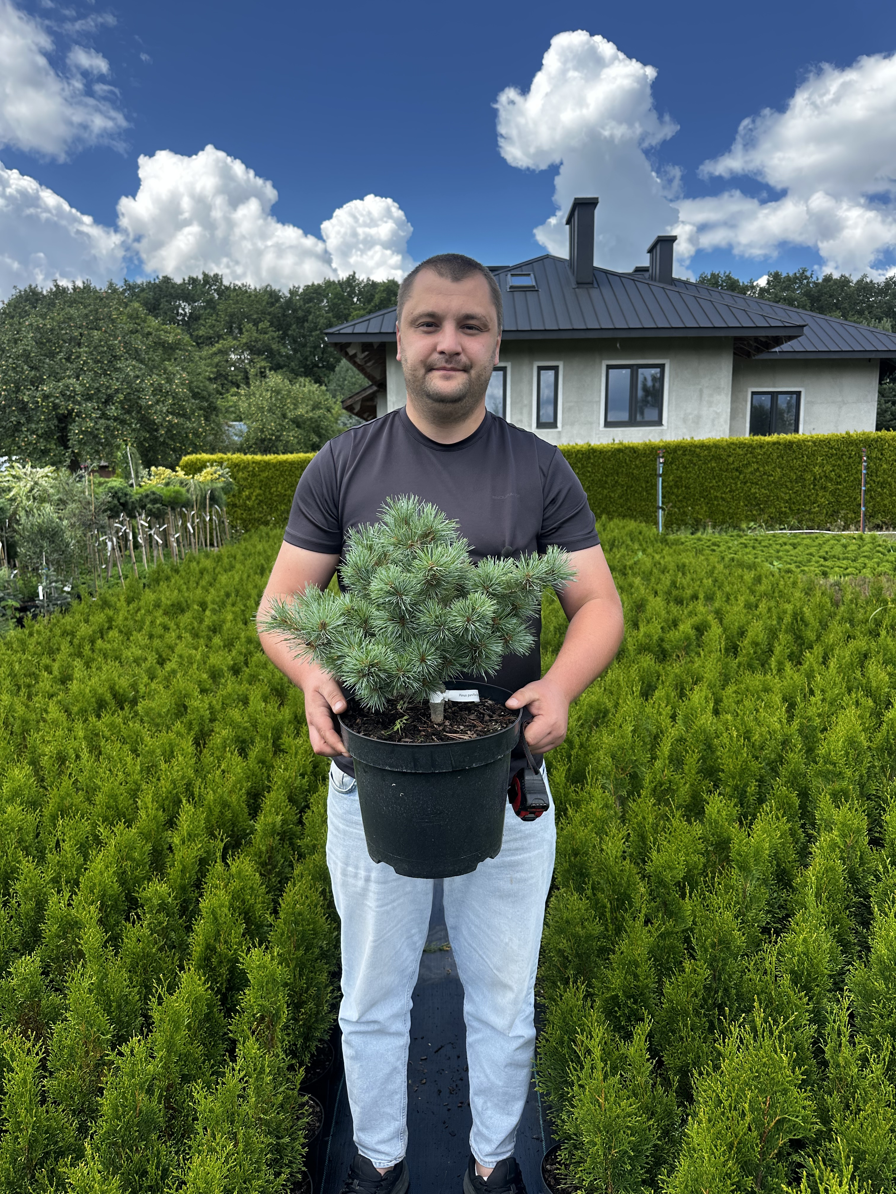 Купити саджанці Pinus parviflora Nellie D в розсаднику Sadgosp